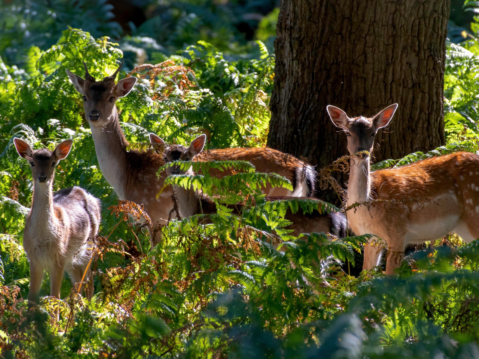 Стадо оленей у дерева в зарослях