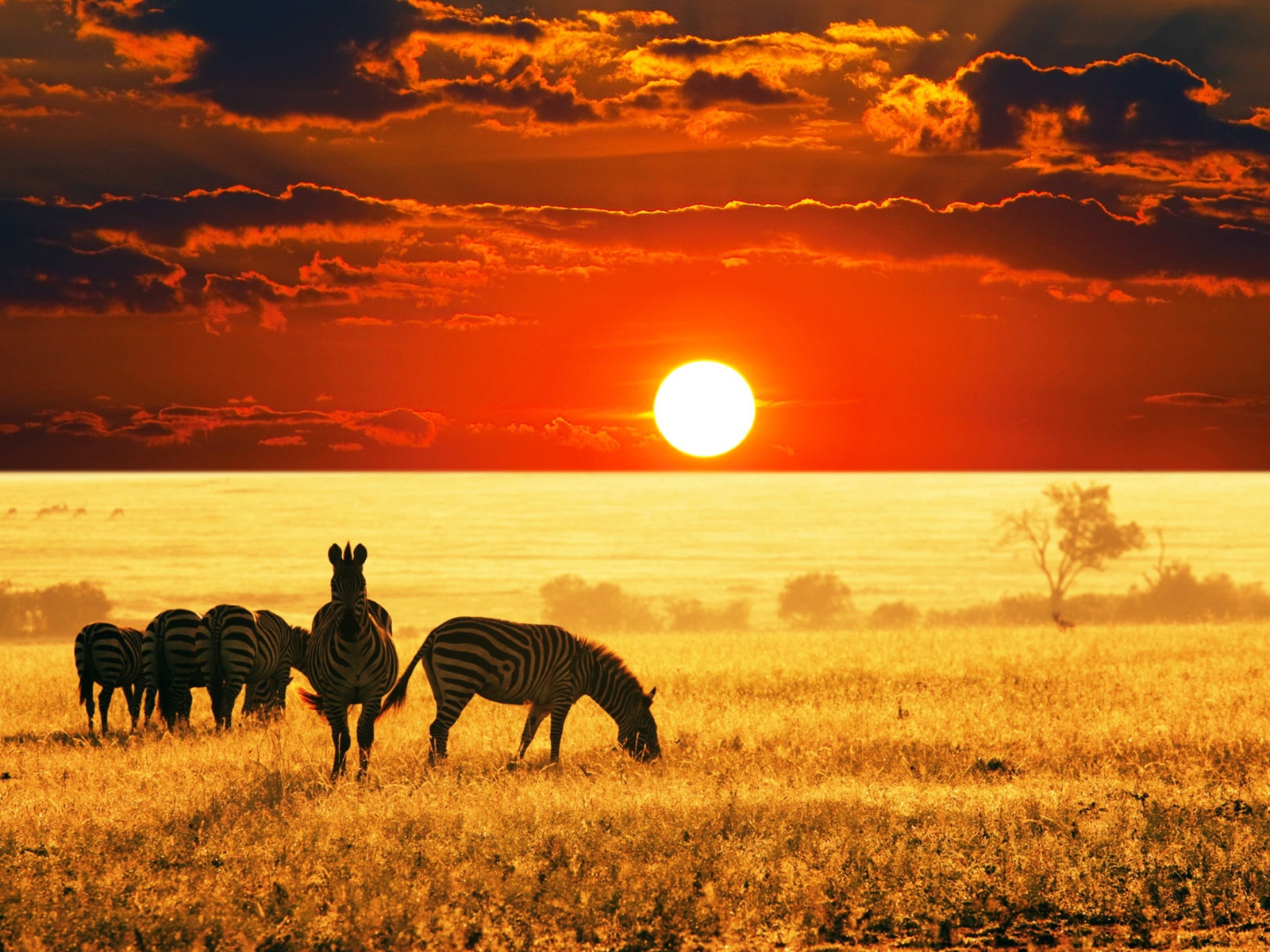 A herd of zebras grazes in the savannah at sunset