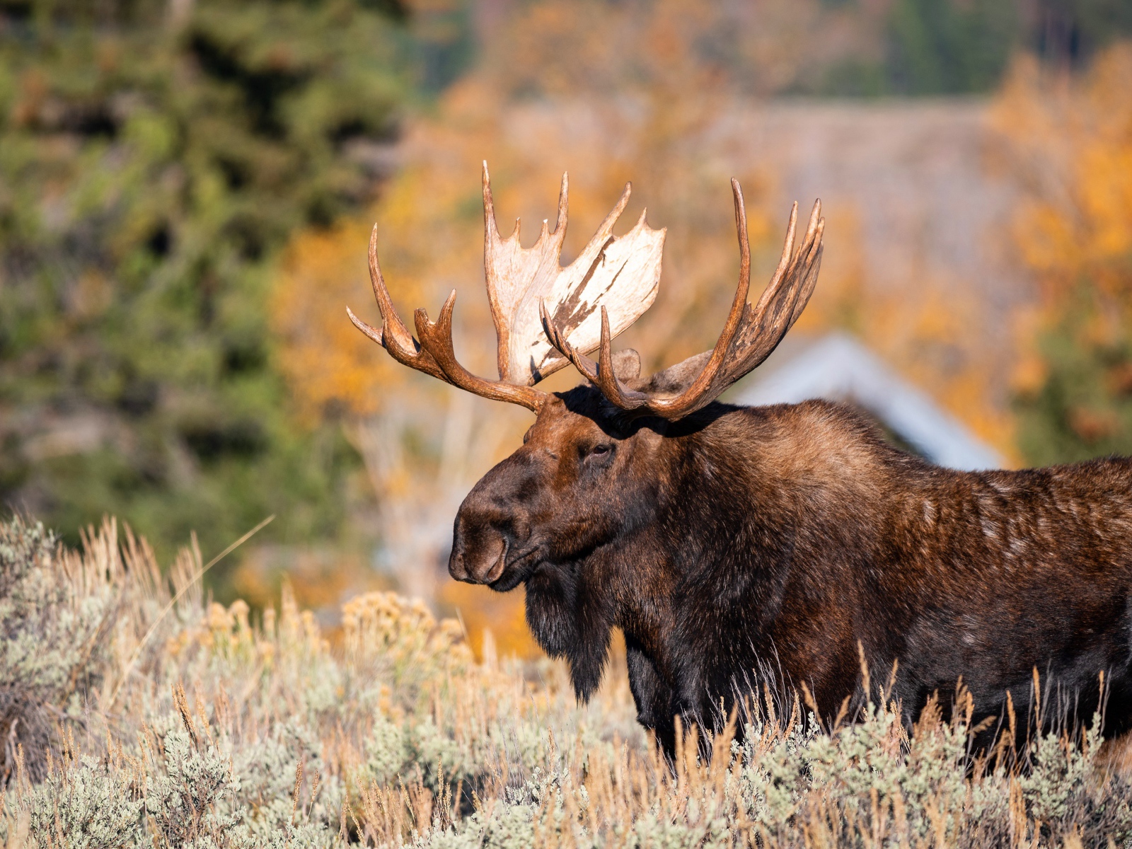 Бородатый лось с большими рогами