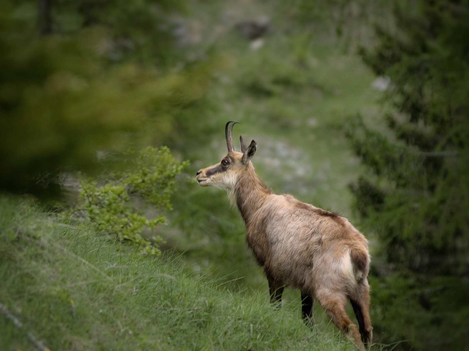 Серна гуляет по зеленой траве 