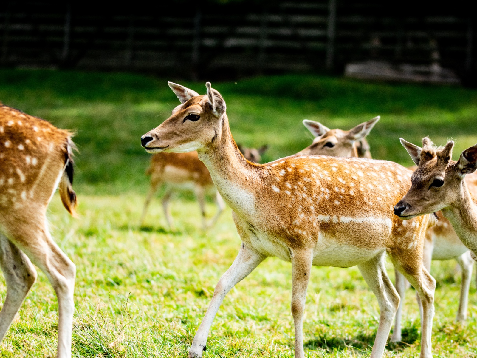 Олени пасутся в загоне на зеленой траве