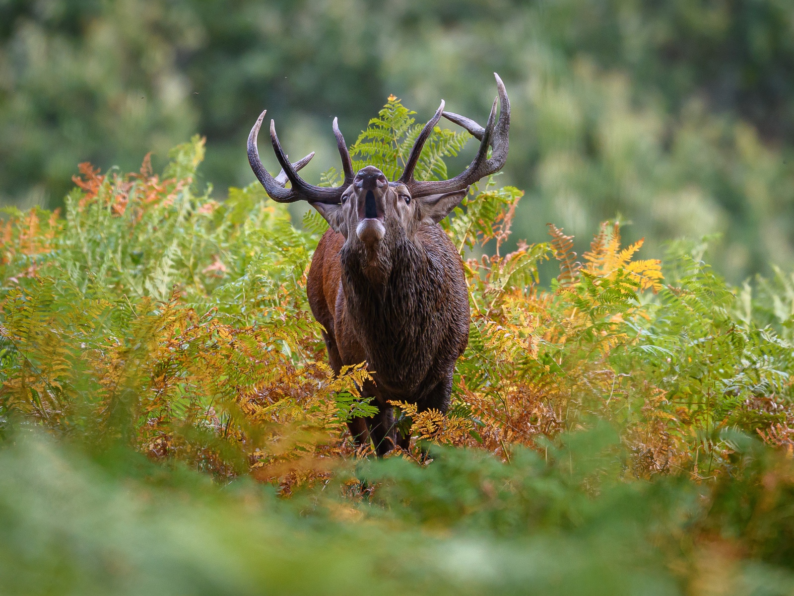 Лесной олень с большими рогами кричит в зарослях