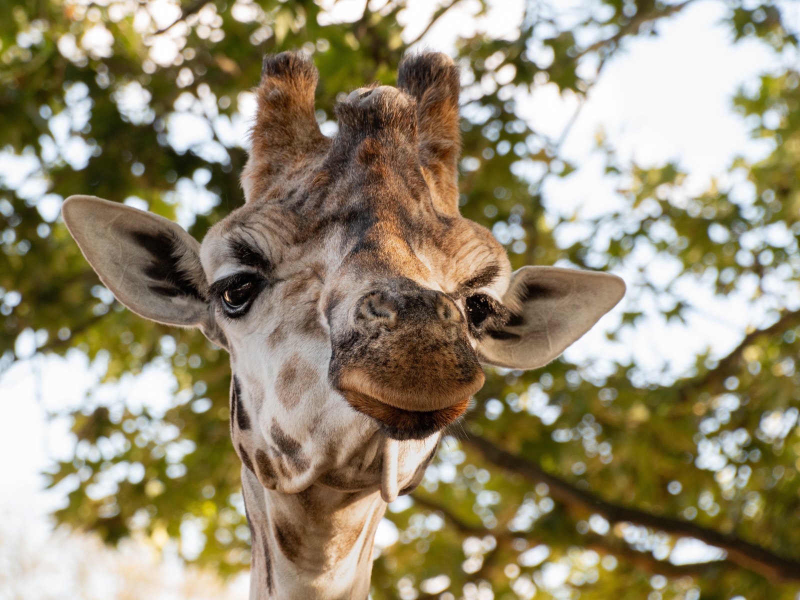 Голова жирафа крупным планом на фоне дерева