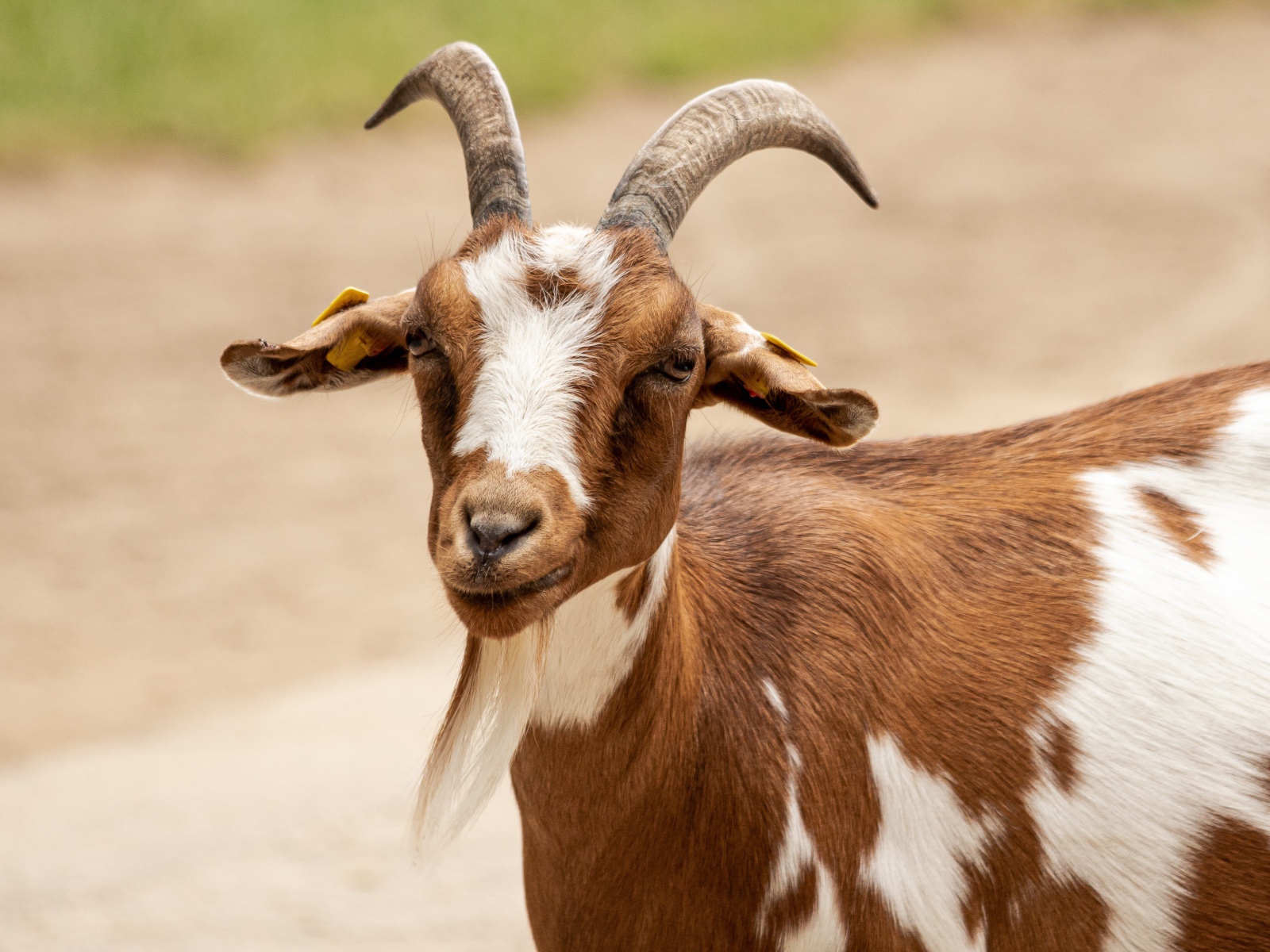 Козел с большими рогами 