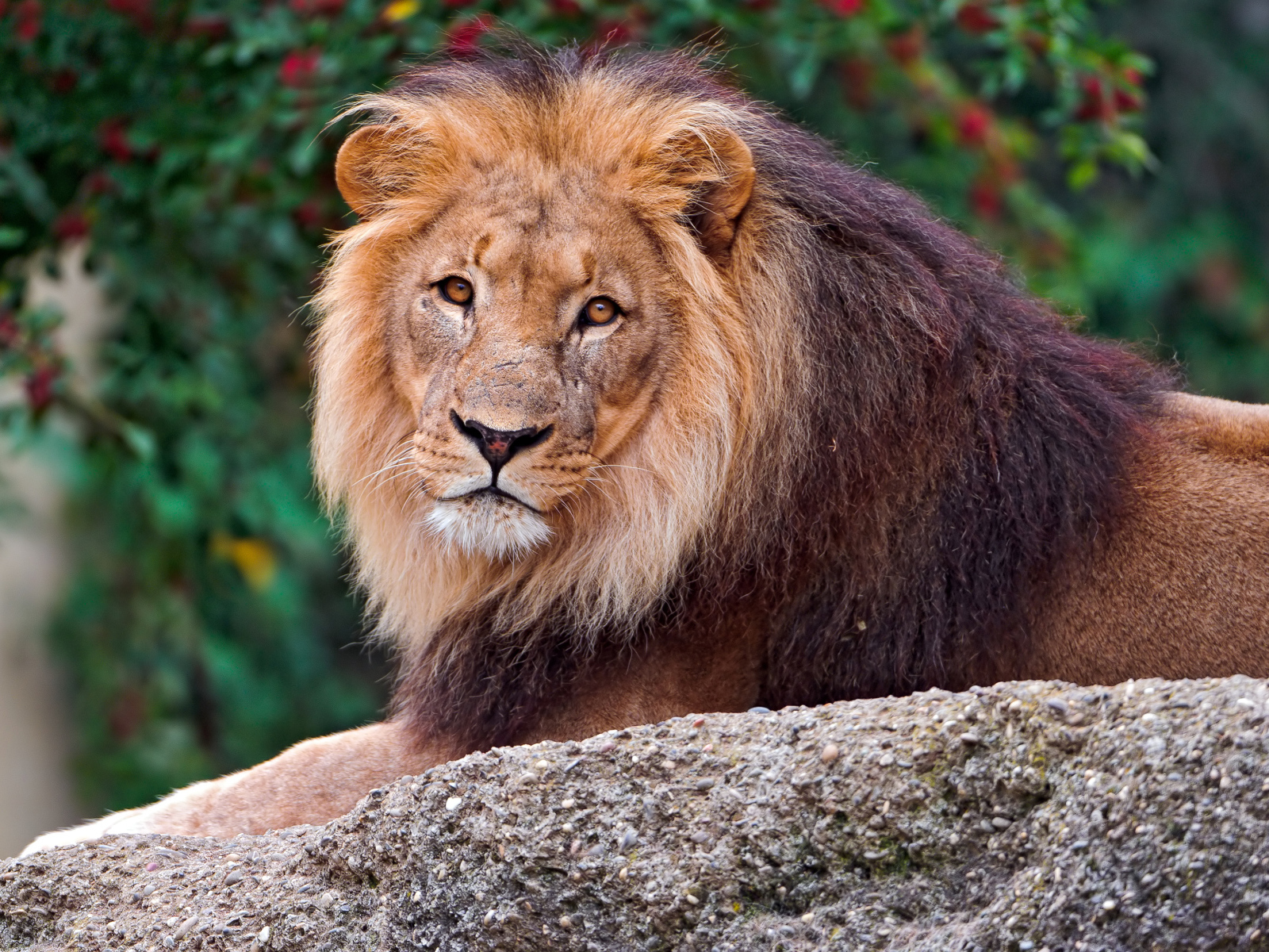Большой лев лежит на камне в зоопарке 