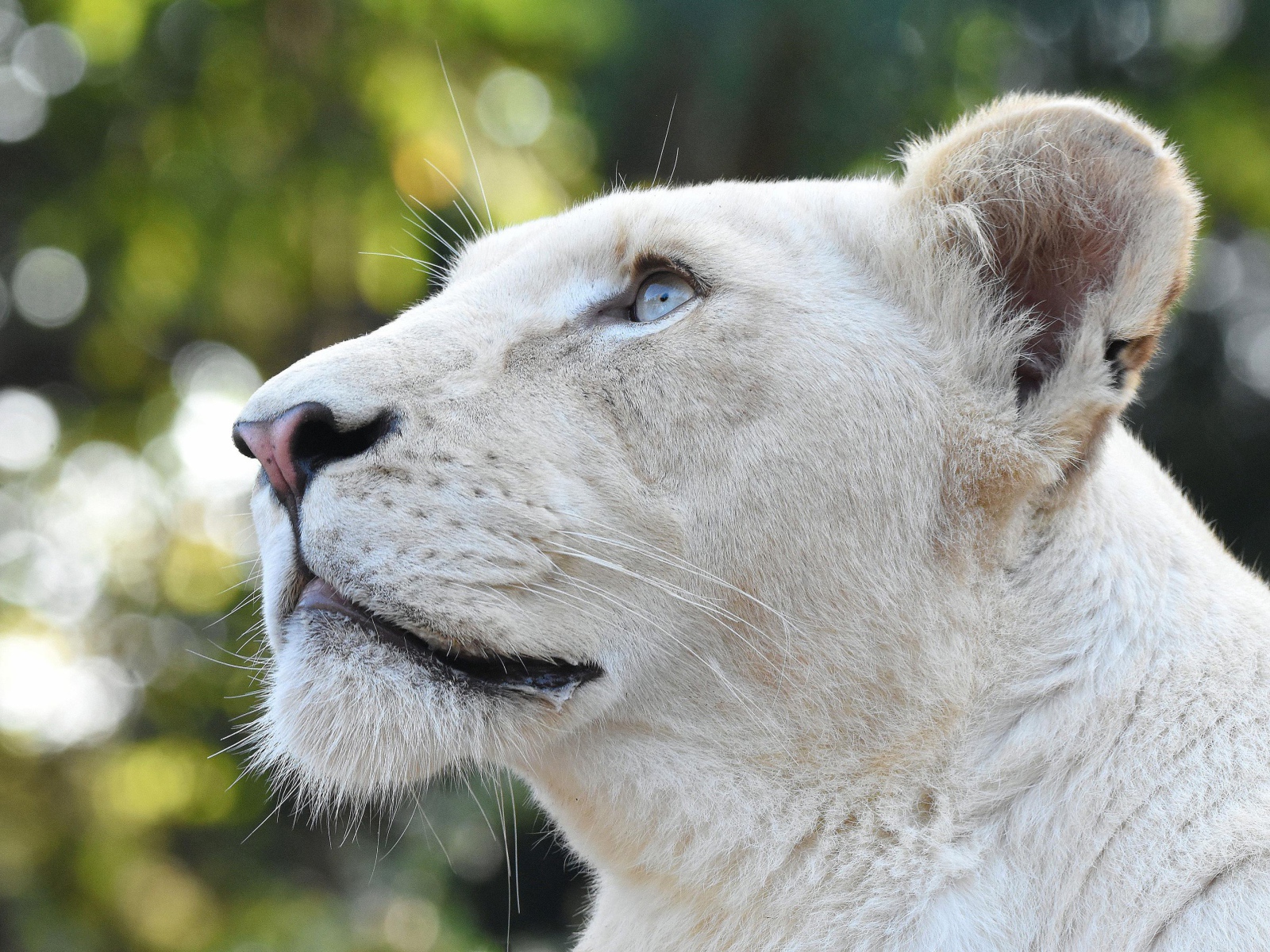 Большая львица с голубыми глазами смотрит вверх 