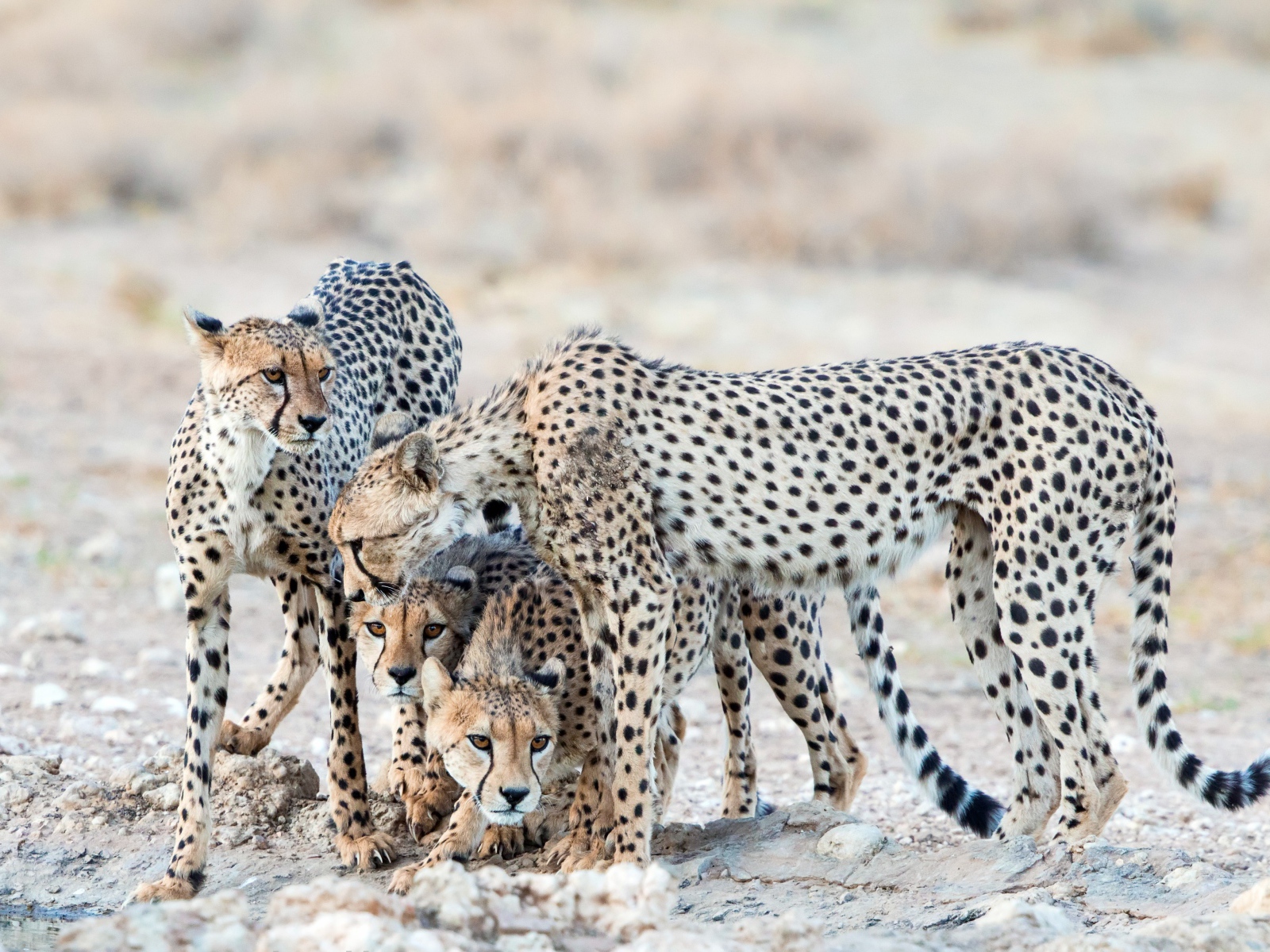 Гепарды охраняют детенышей 
