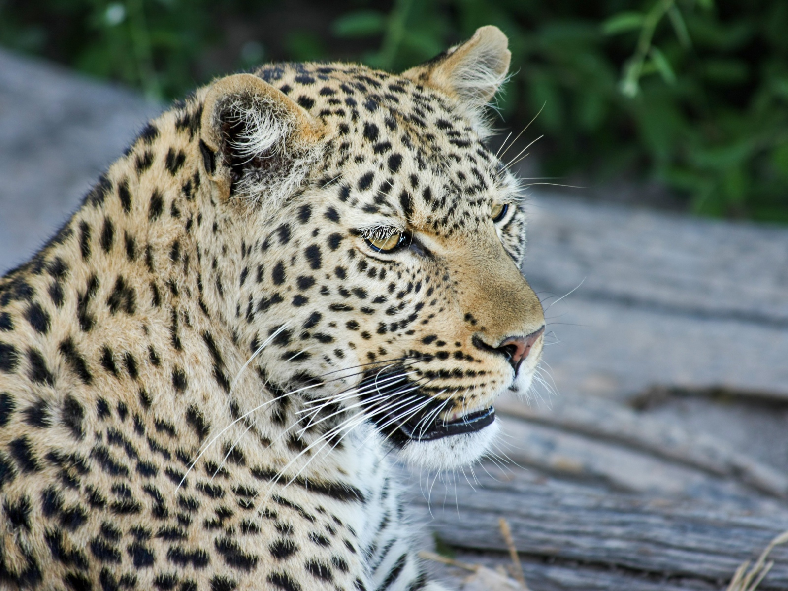 Большой пятнистый леопард отдыхает на земле 