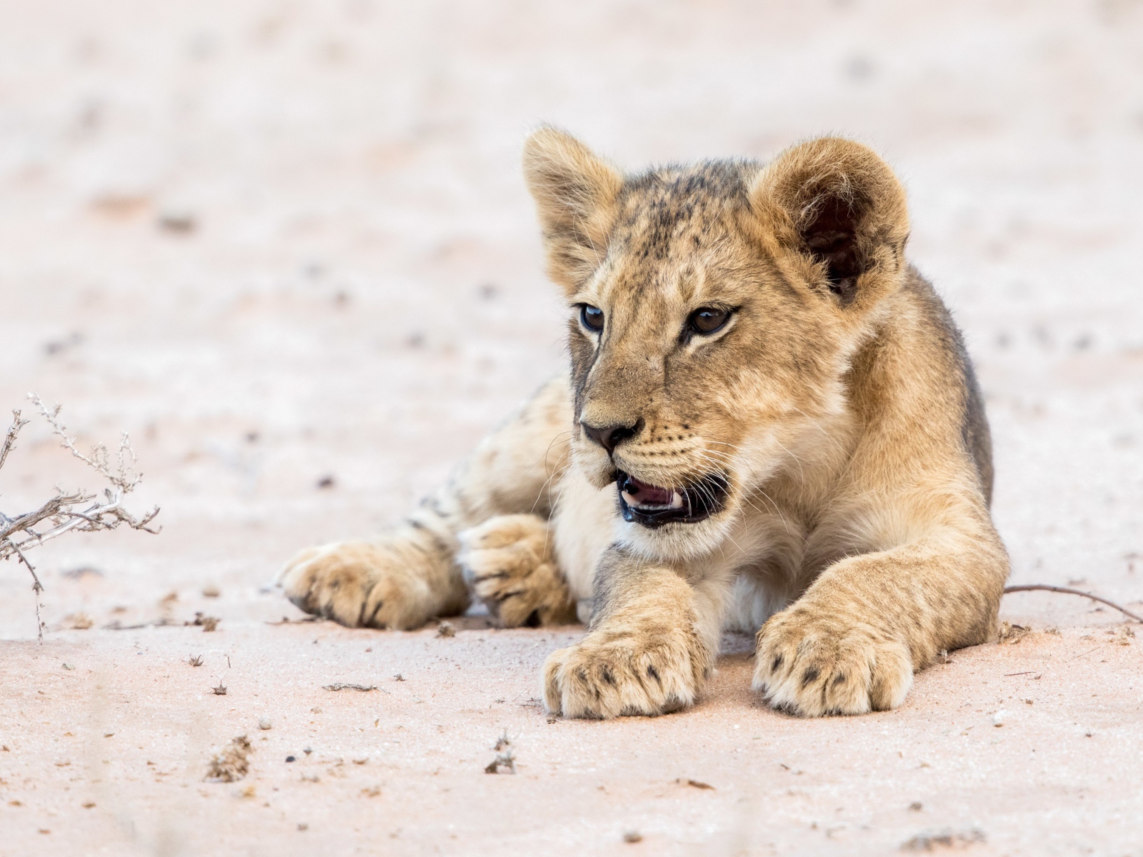 Little funny lion cub lies on the sand