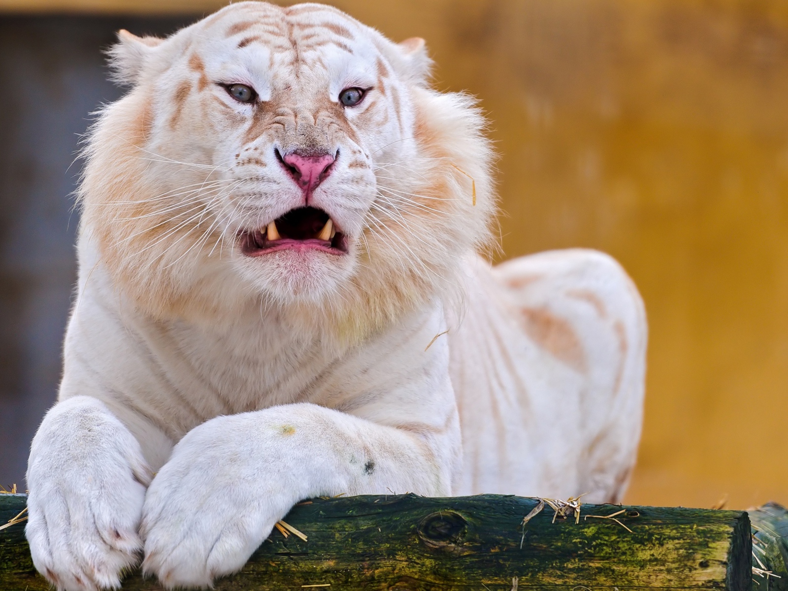 Острые клыки грозного белого тигра 