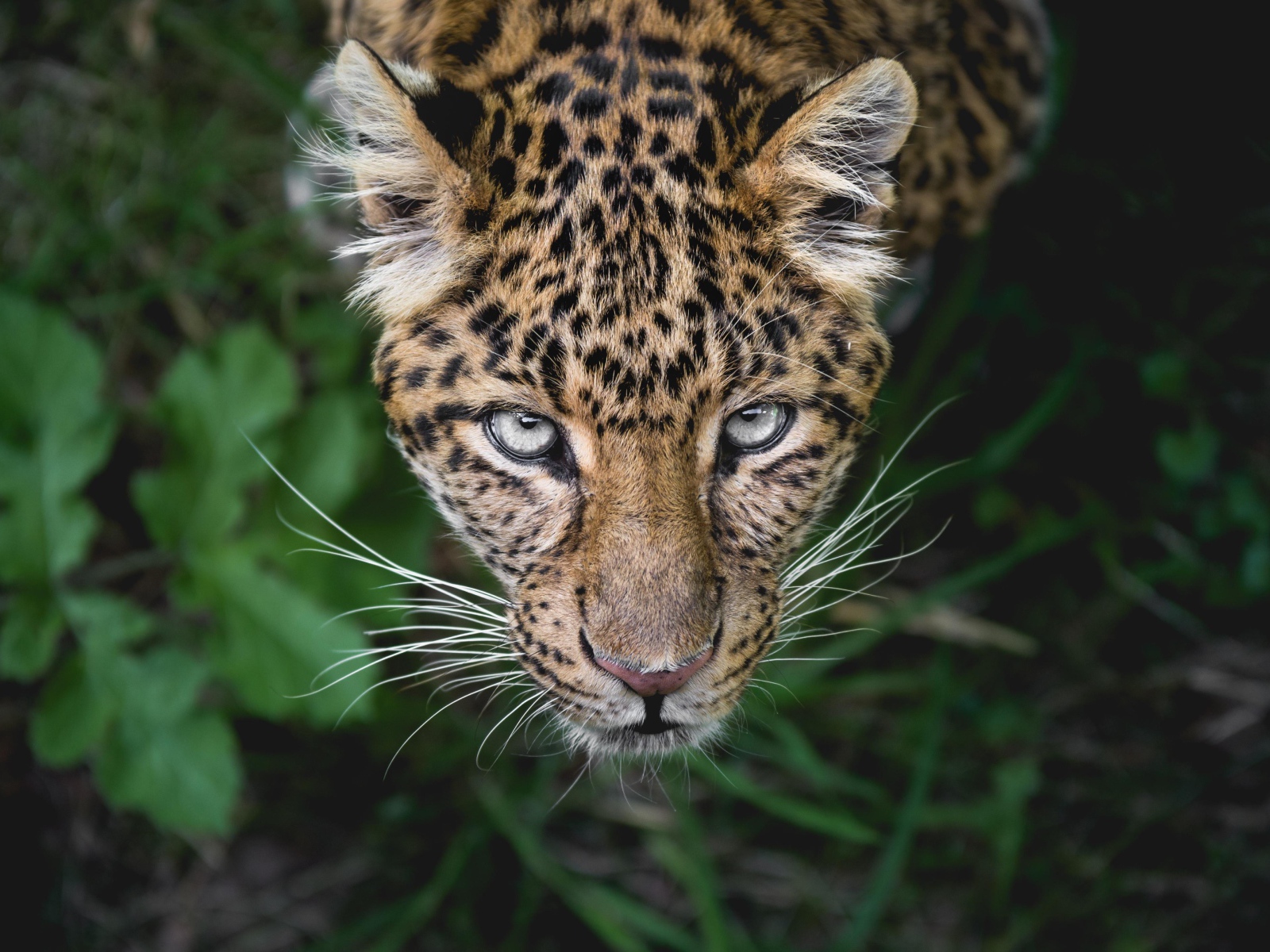 Пятнистый леопард смотрит на верх 