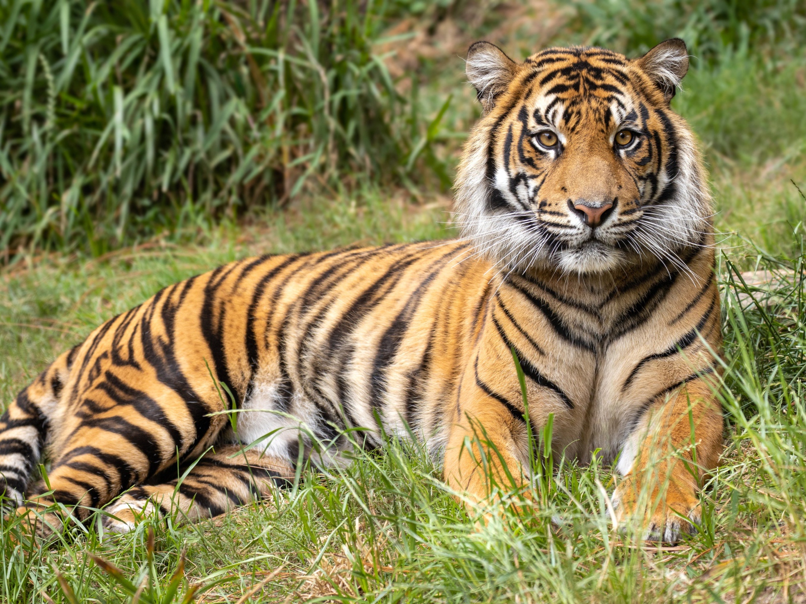 Полосатый тигр лежит на зеленой траве