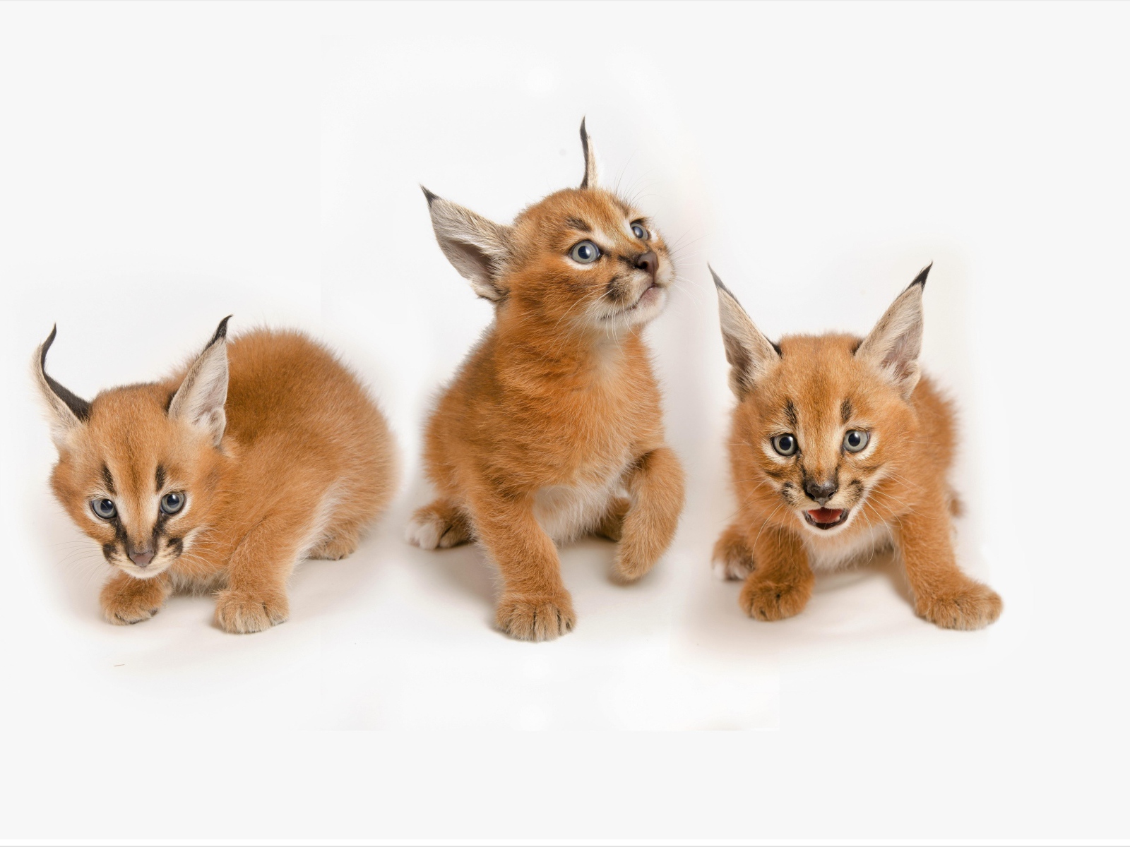 Три маленьких котенка рыси на белом фоне