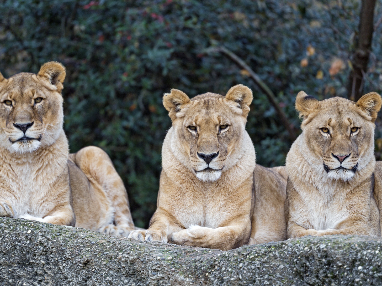 Три серьезные большие львицы лежат на камне