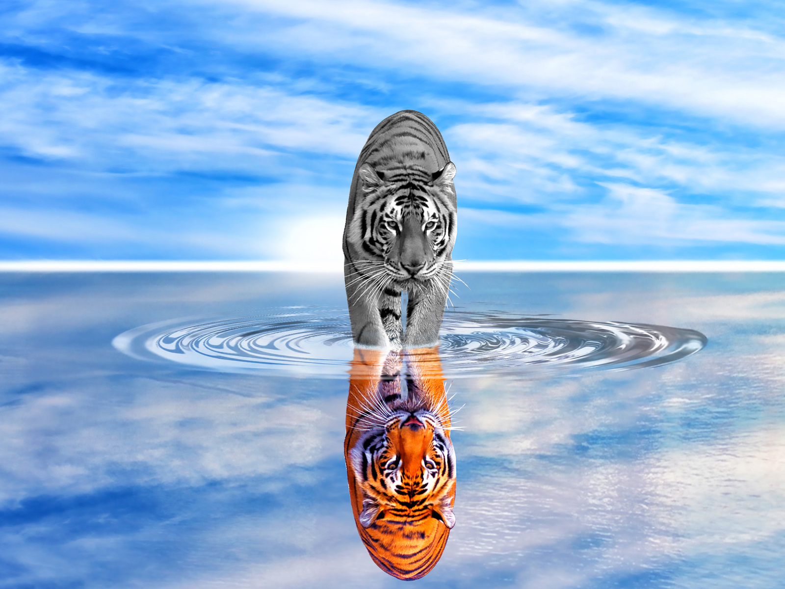 Тигр отражается в воде на фоне голубого неба 