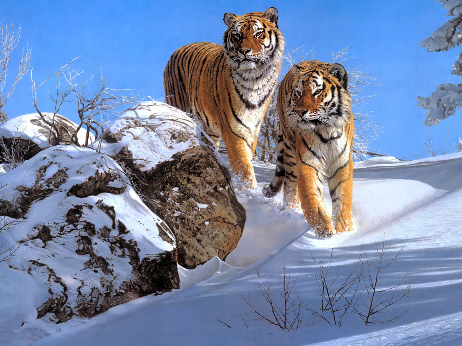 Два больших полосатых тигра в лесу зимой 