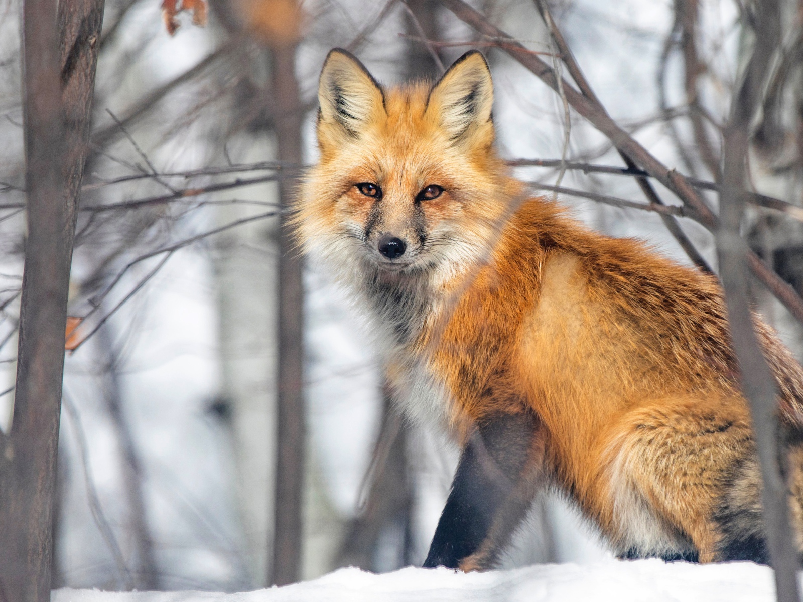 A large red fox sits in the snow in the forest