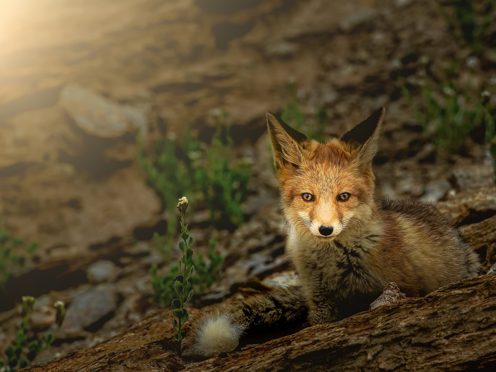 Little fox hiding in the stones