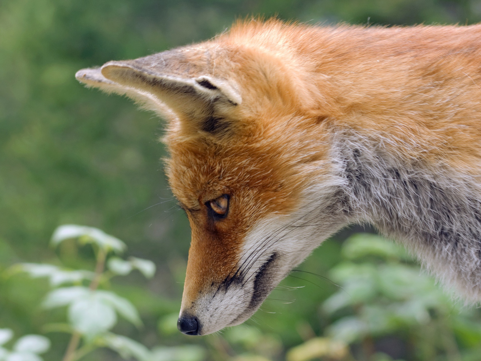 Рыжая лиса смотрит вниз 