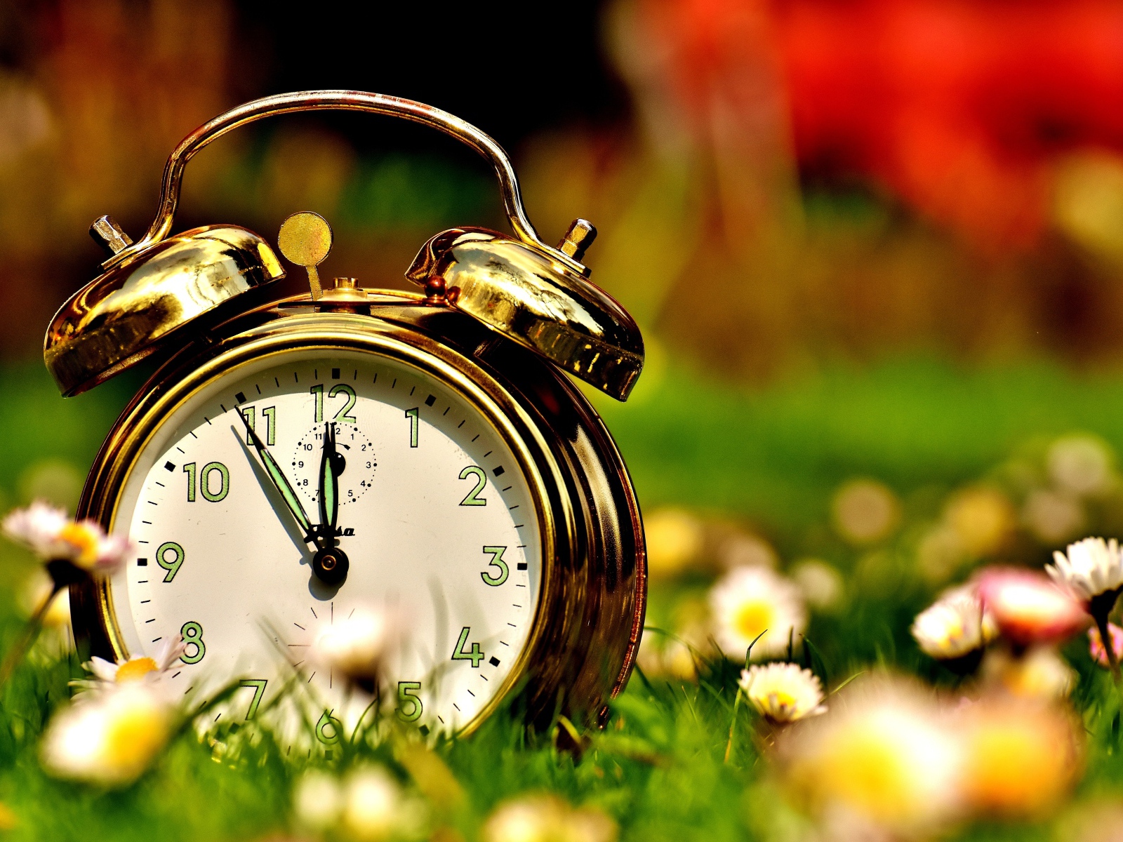 Золотистый будильник стоит на траве с маргаритками 