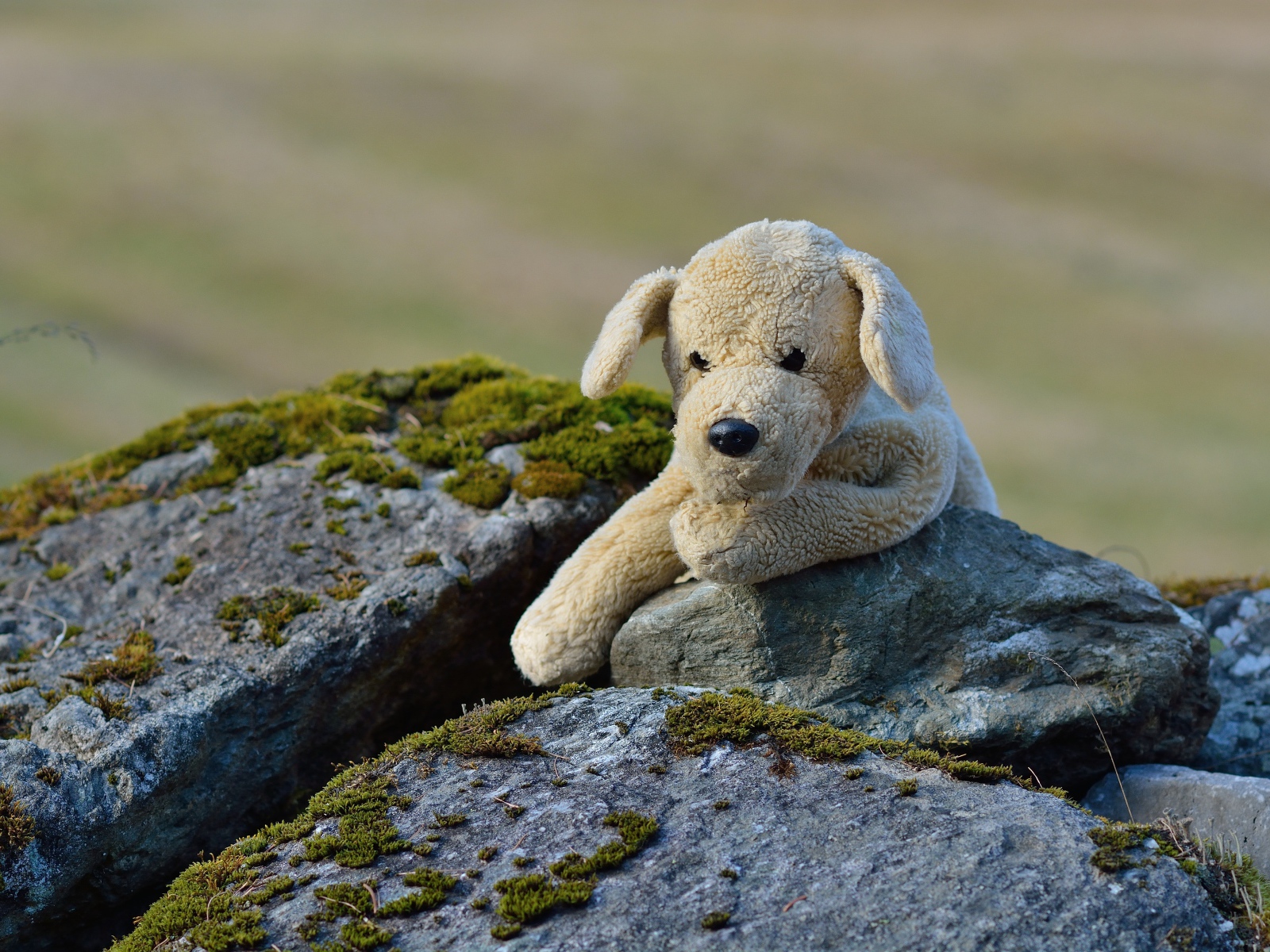 Игрушечная собака лежит на камне  