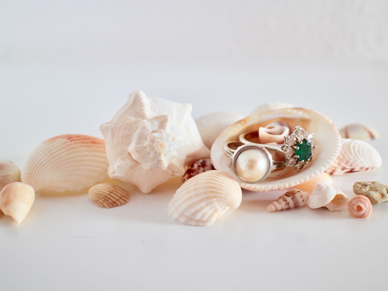 Кольца и ракушки на белом фоне