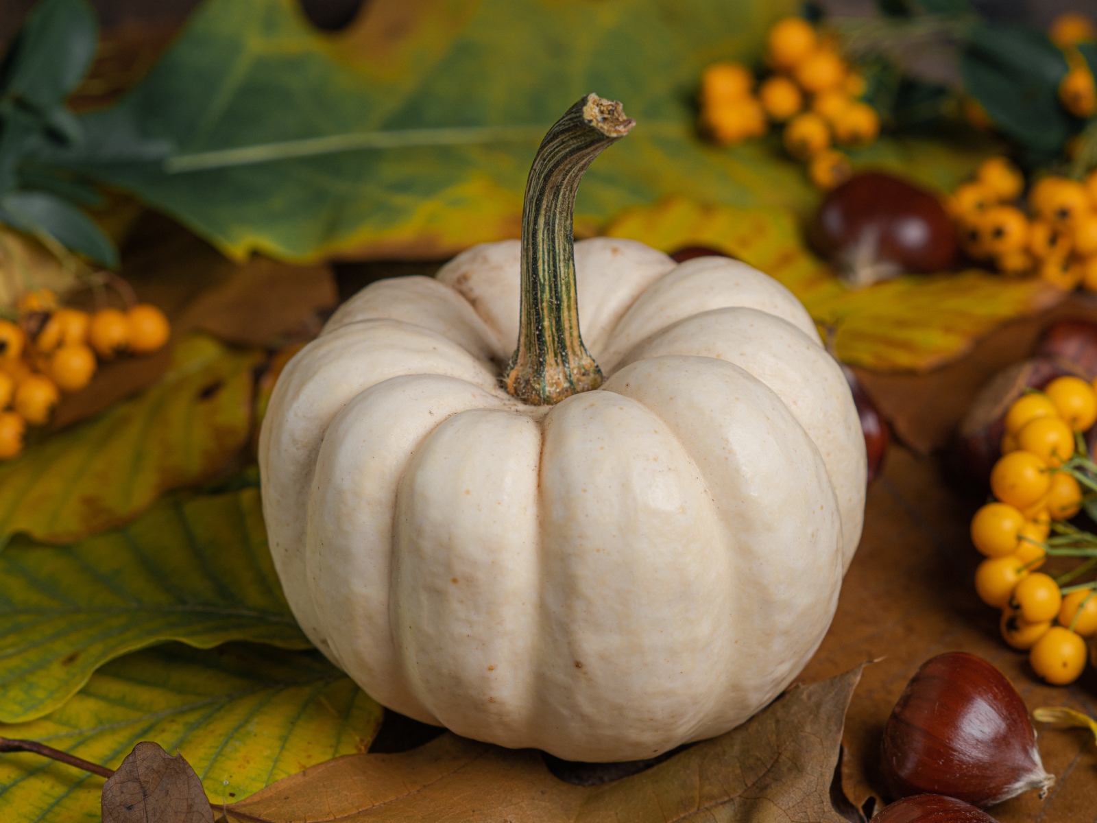 Большая белая тыква на столе с каштанами и рябиной 