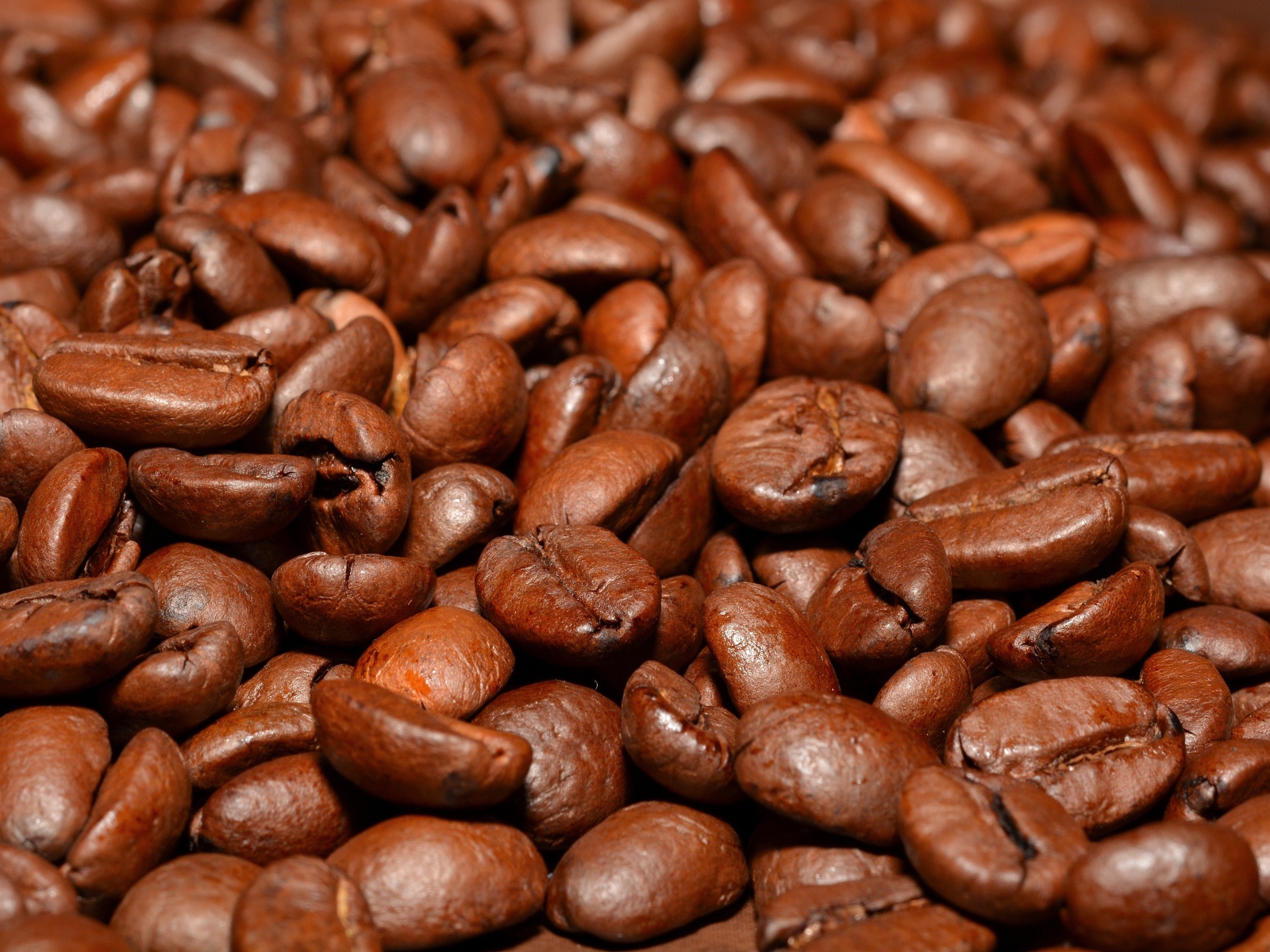 Lots of fragrant roasted coffee beans close-up