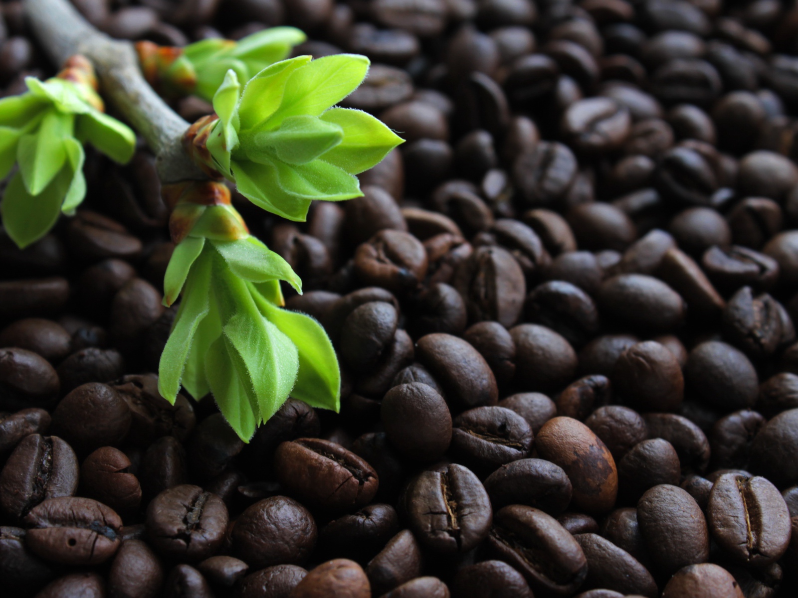 Много обжаренных кофейных зерен с веткой с зелеными листьями