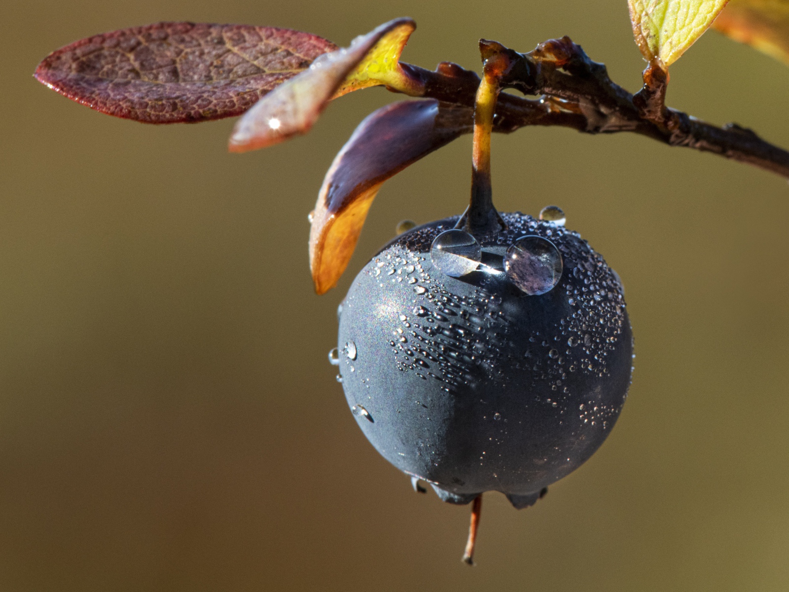 Синяя ягода на ветке в каплях росы