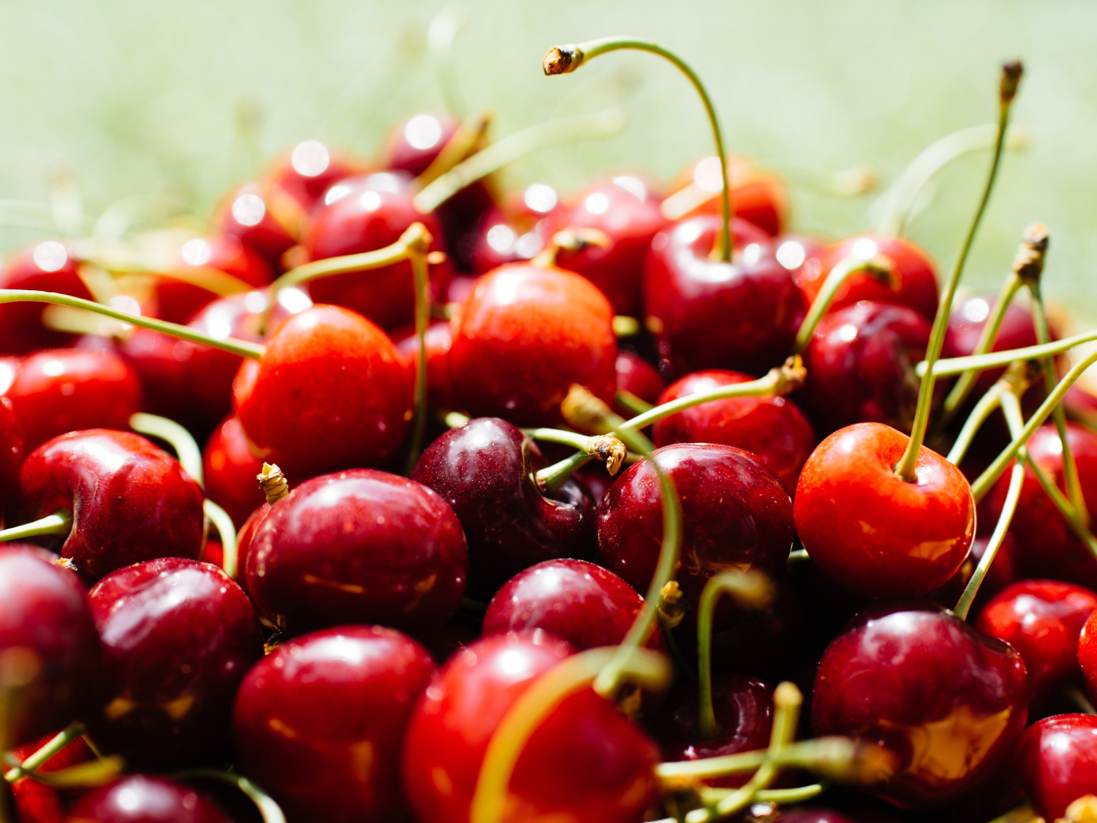 Много спелых ягод красной черешни 