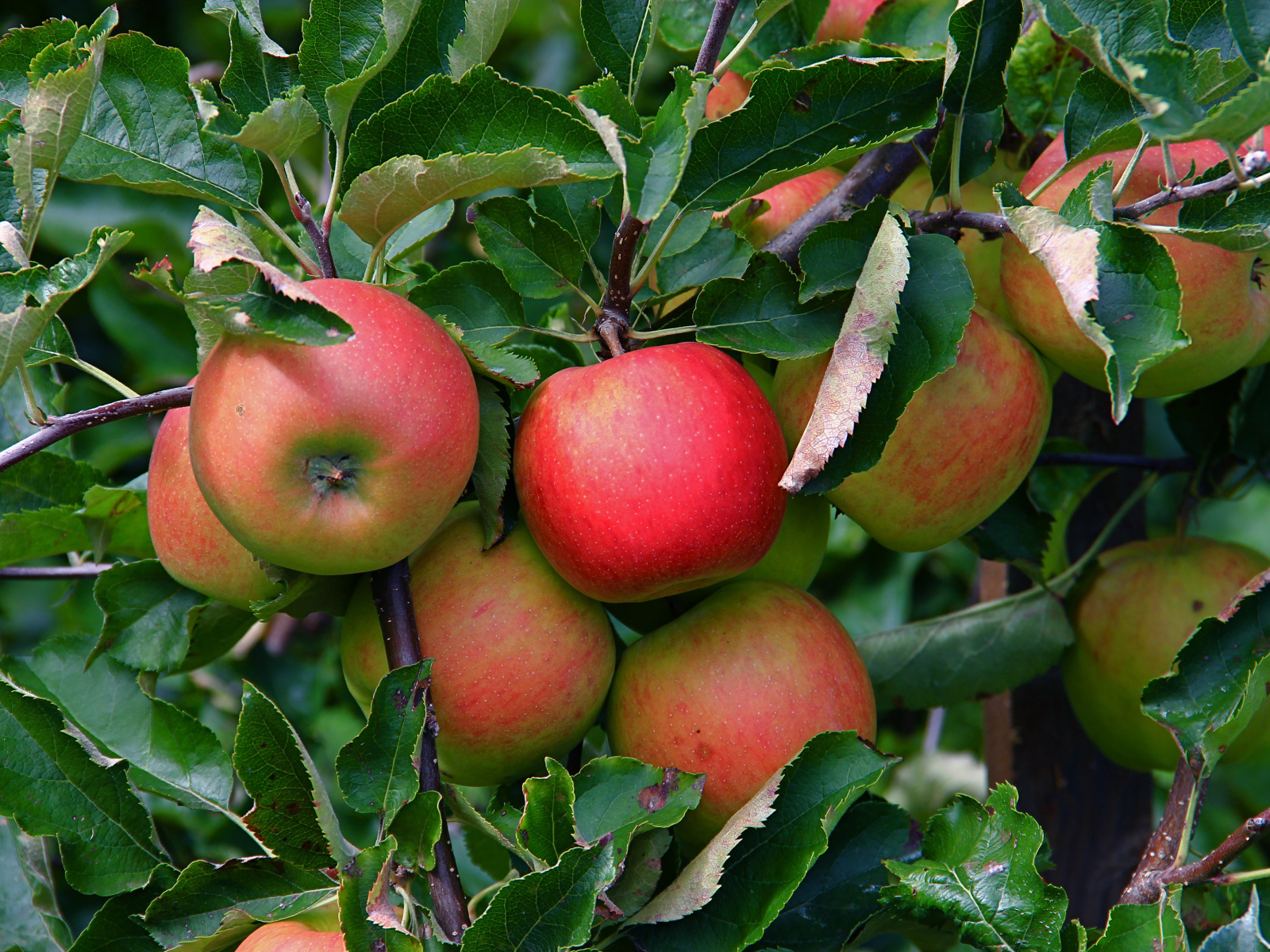 Много спелых сладких яблок на ветке в листьях 