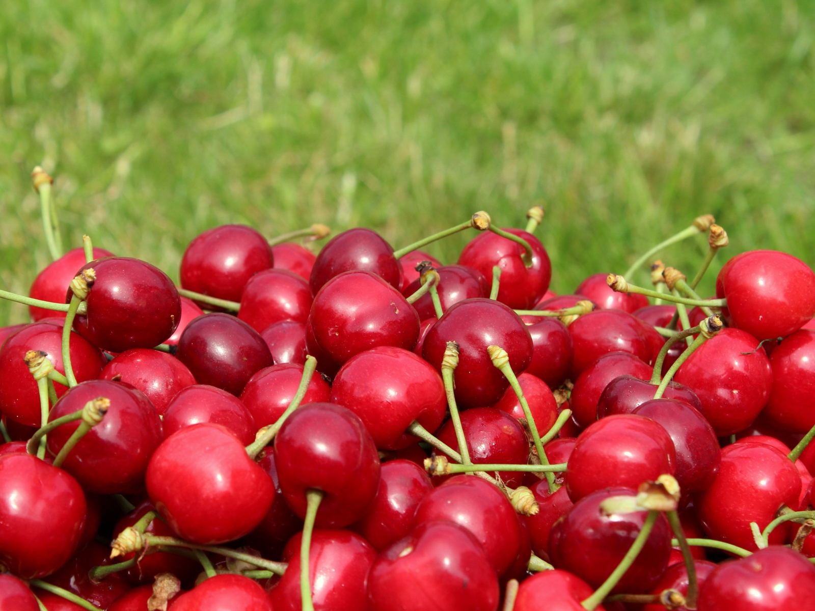 Красные черешни на фоне зеленой травы 