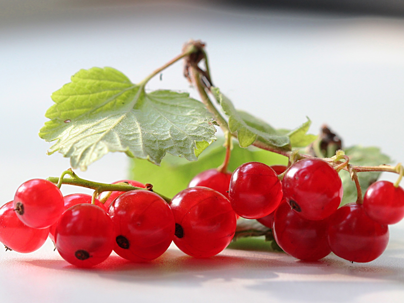 Ягоды красной смородины на ветке 