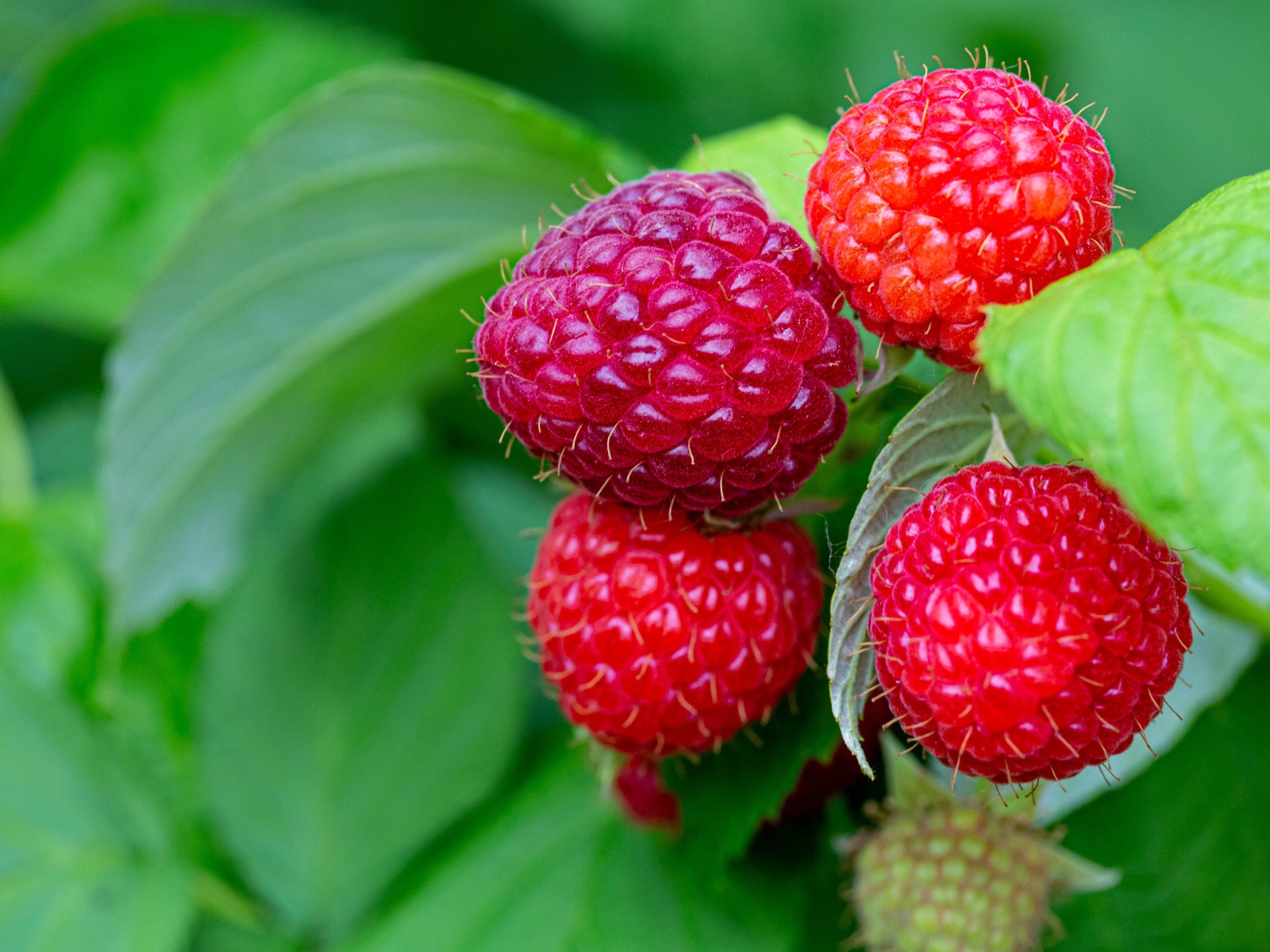 Спелая сочная красная малина на ветке 