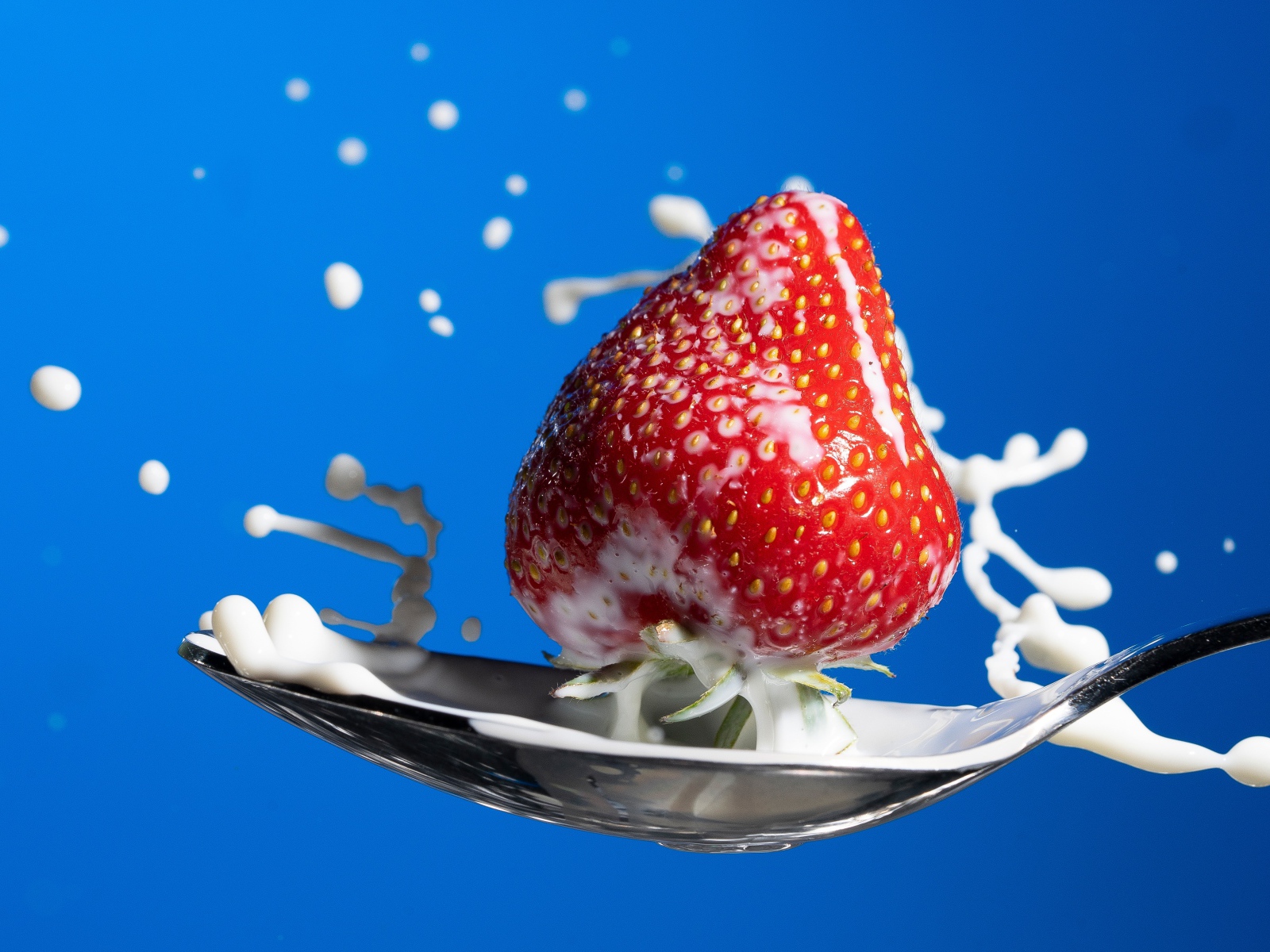 Спелая красная клубника в ложке молока на голубом фоне