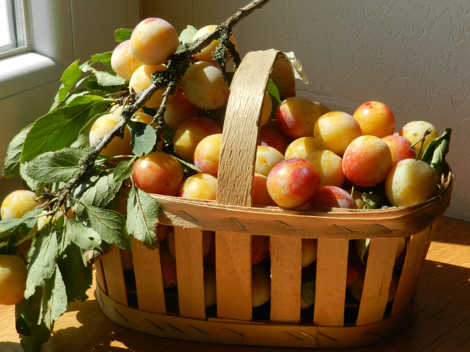 Деревянная корзина со спелыми сливами в лучах солнца