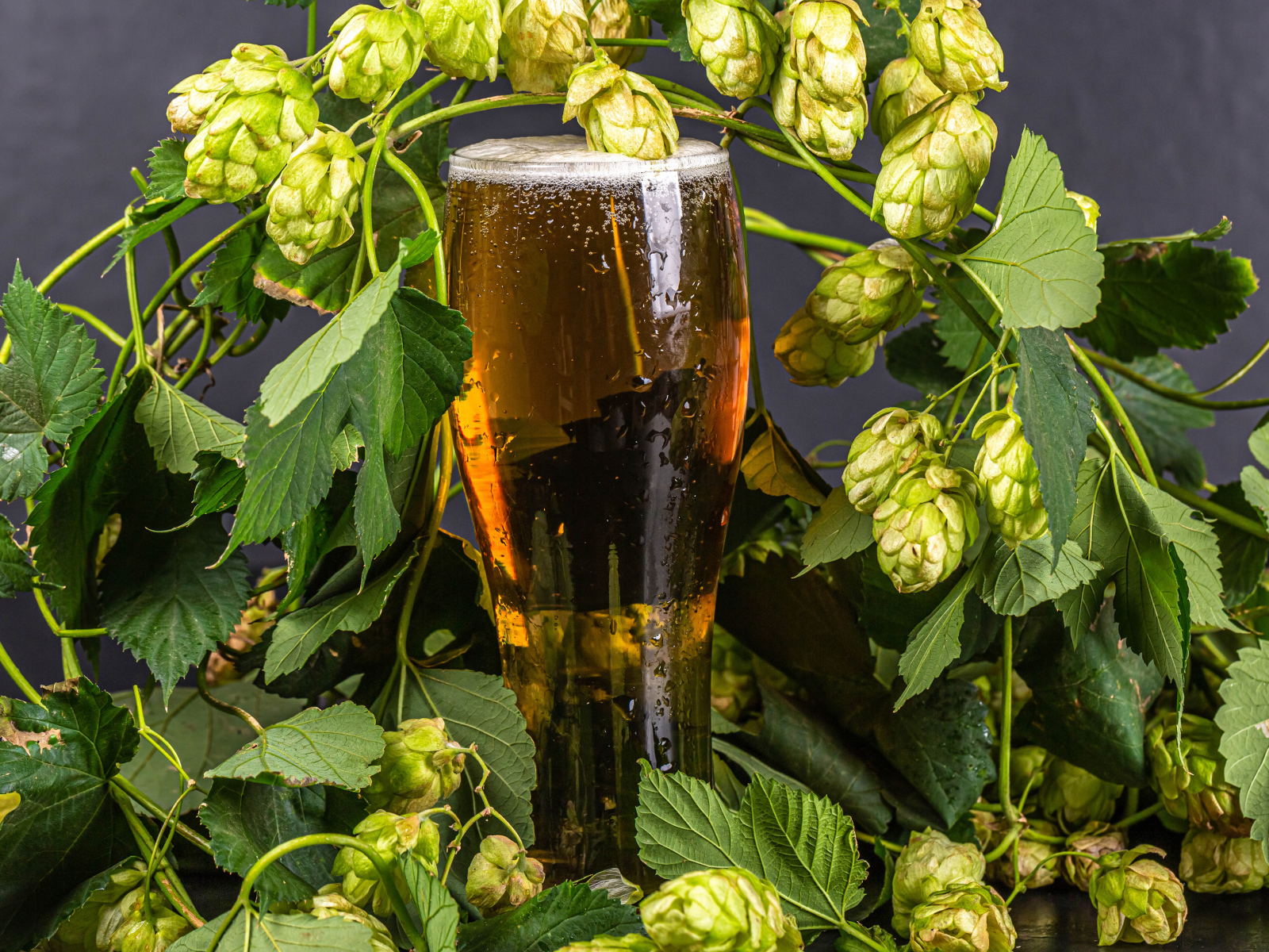 Бокал холодного пива с шишками хмеля на сером фоне