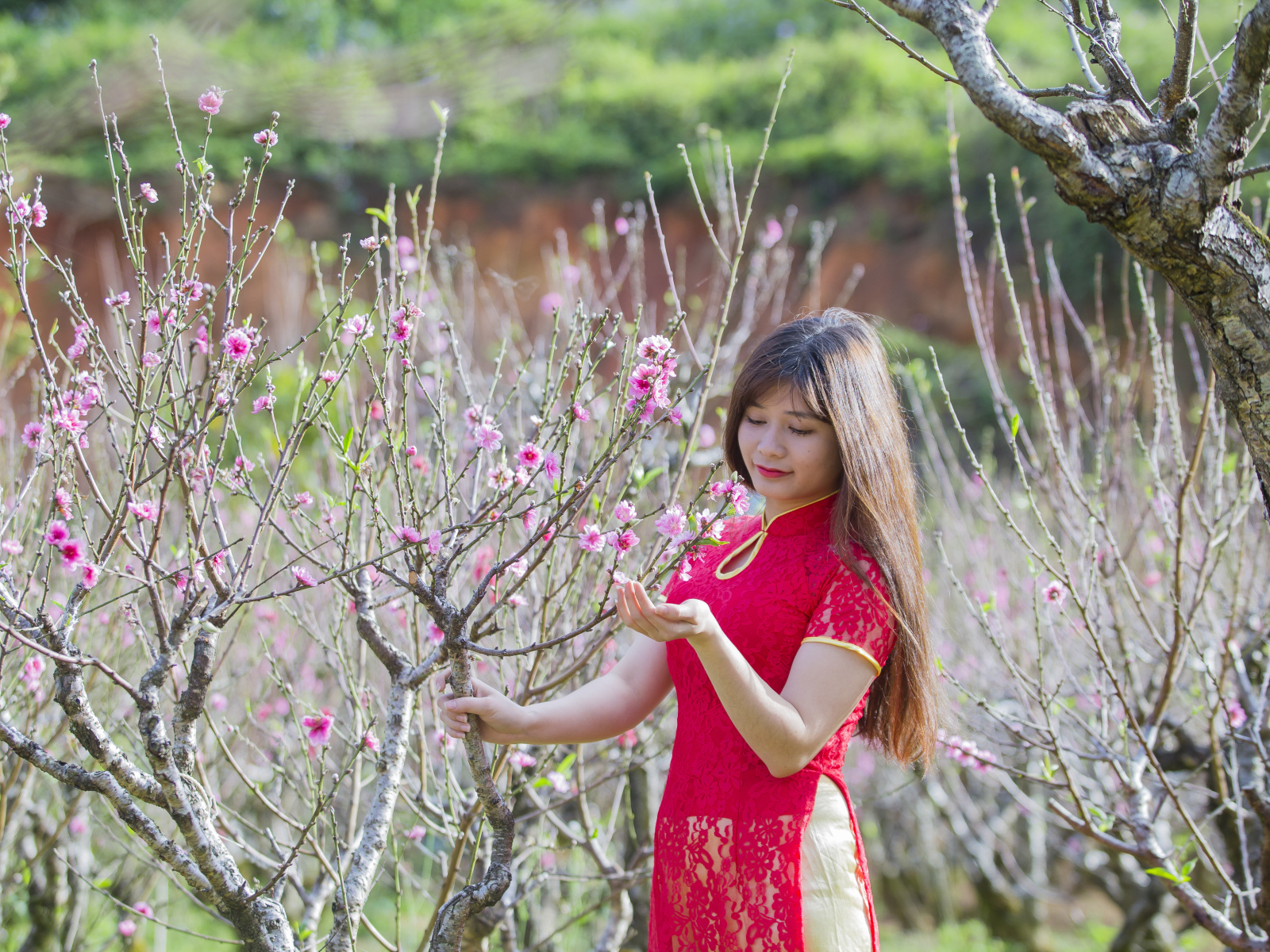 Красивая азиатка в красном наряде у дерева сакуры