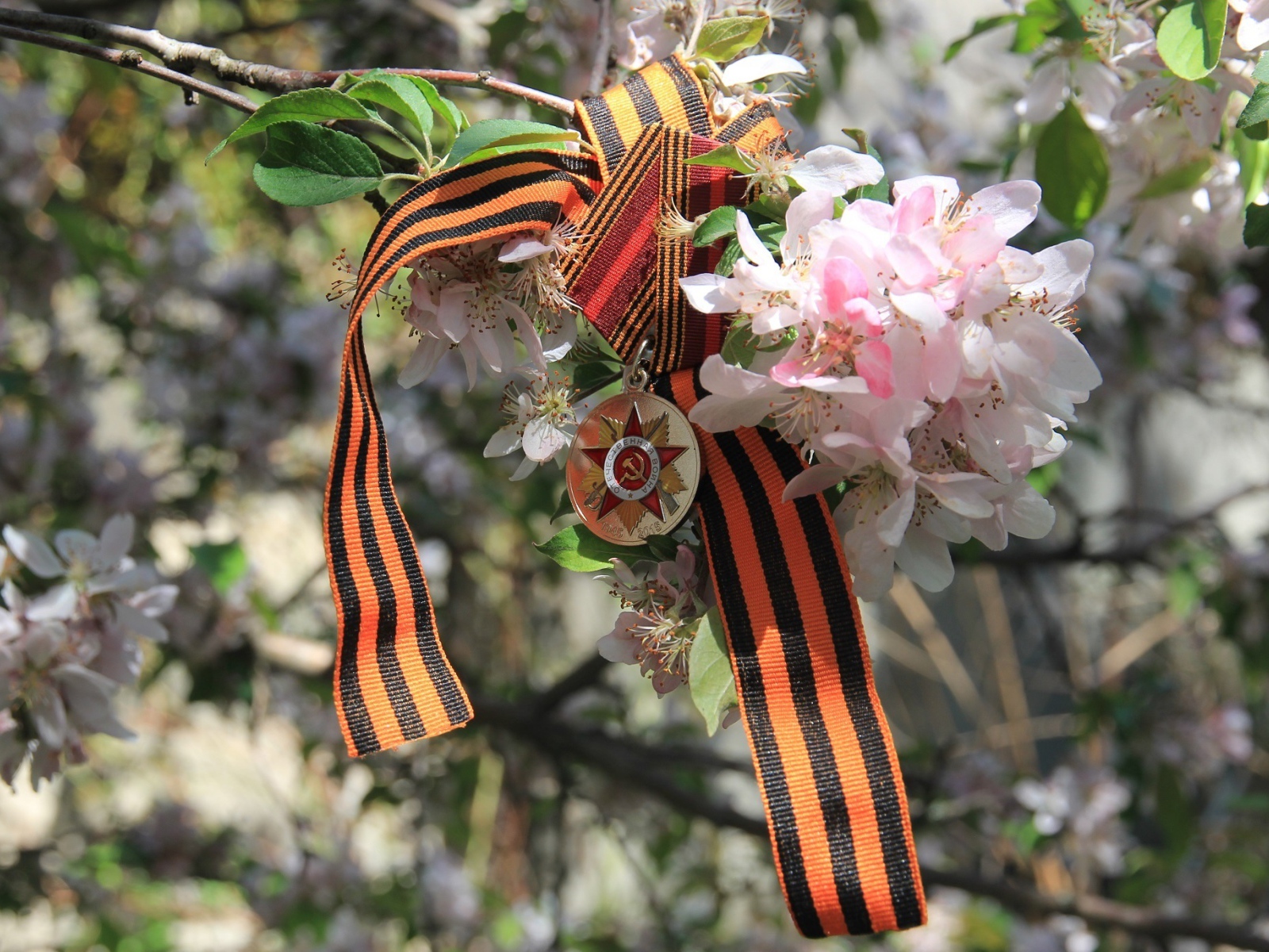 Георгиевская лента и награда на яблоне на 9 мая День Победы 