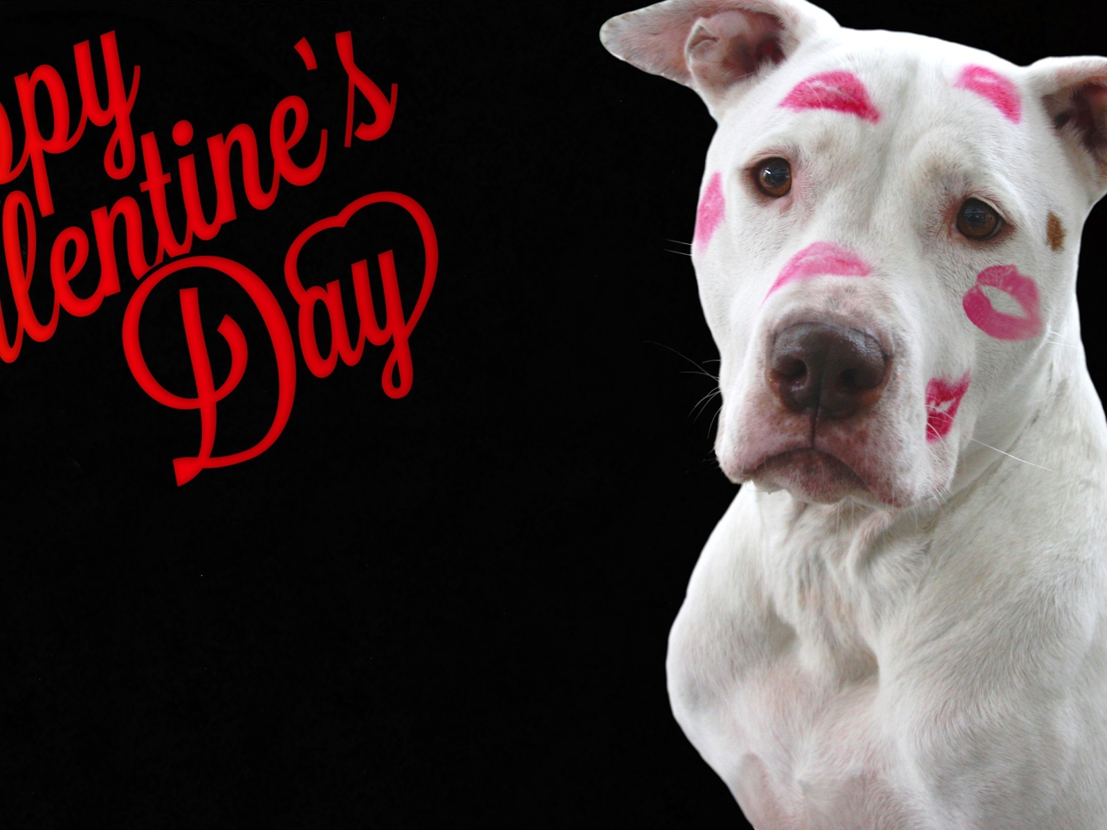 White dog with traces of lipstick on a black background for Valentines Day
