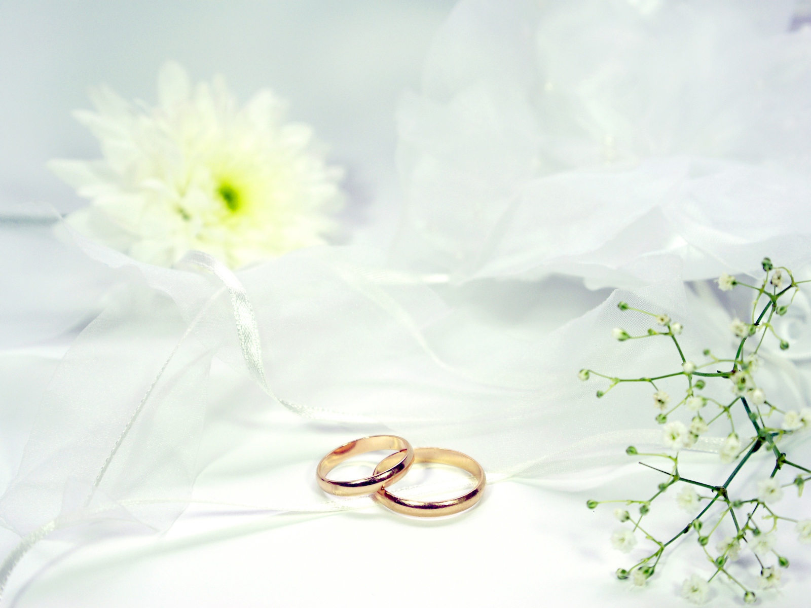 Два золотых обручальных кольца на белом фоне с цветами
