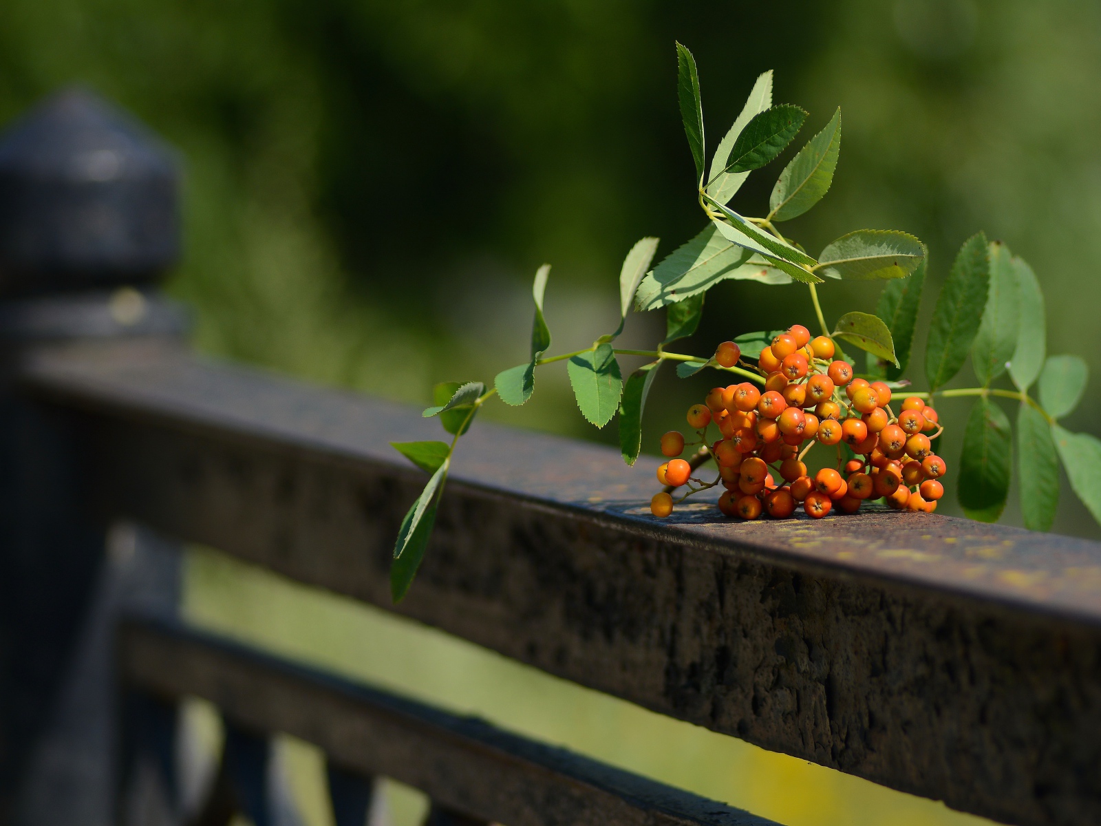 Гроздь оранжевой рябины лежит на перилах