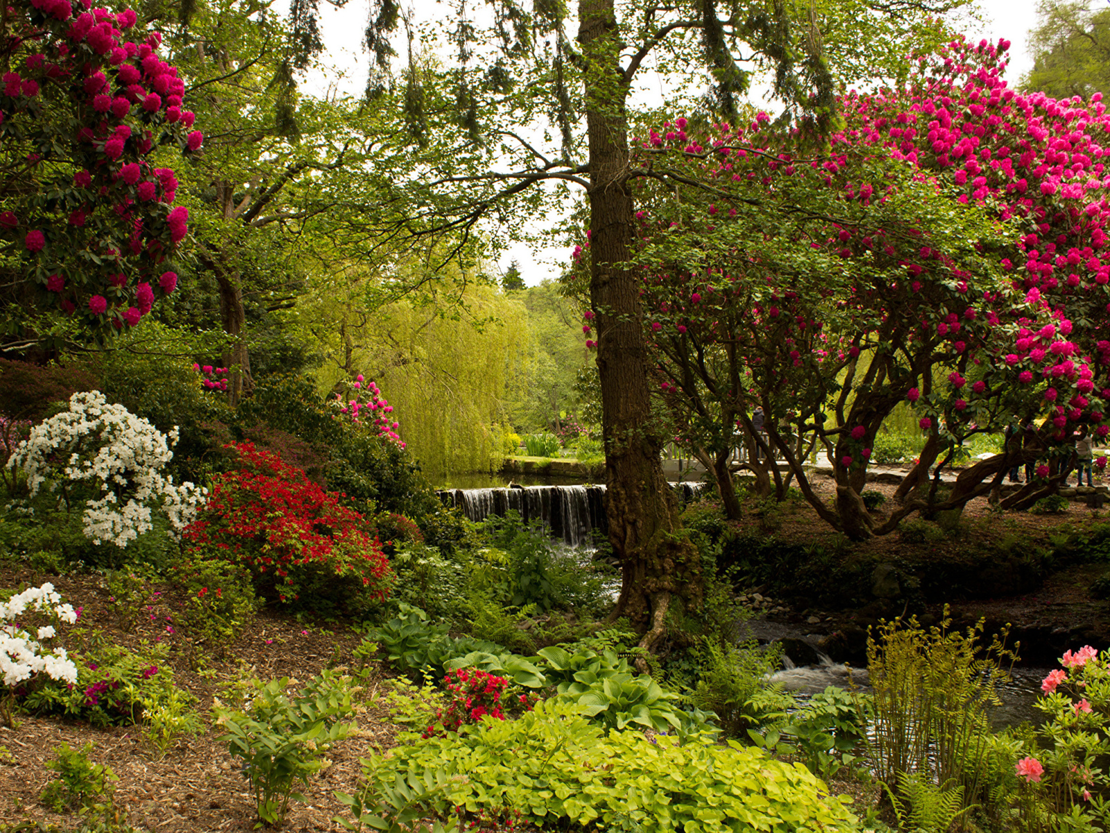 Красивый живописный парк с цветущими кустами