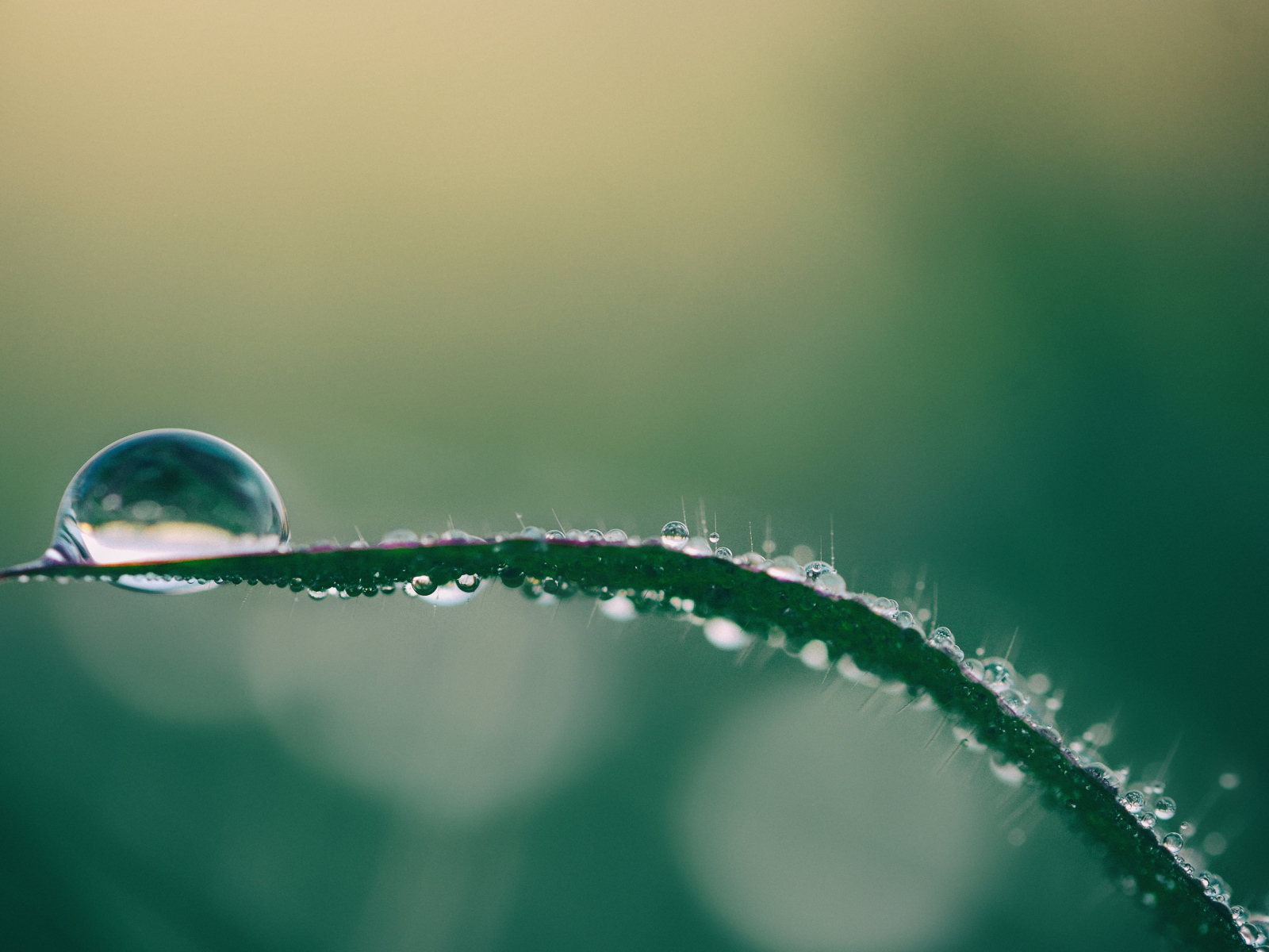 Капля росы на зеленой траве крупным планом