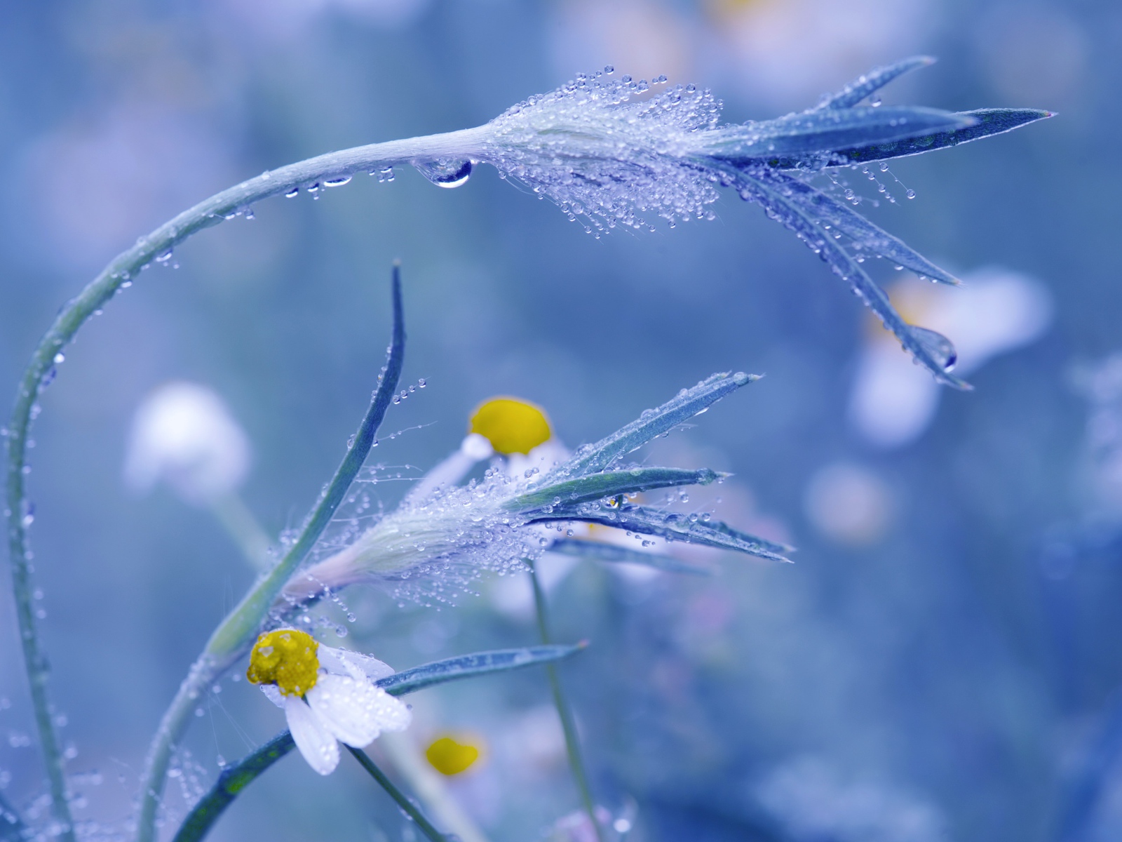 Трава в росе крупным планом