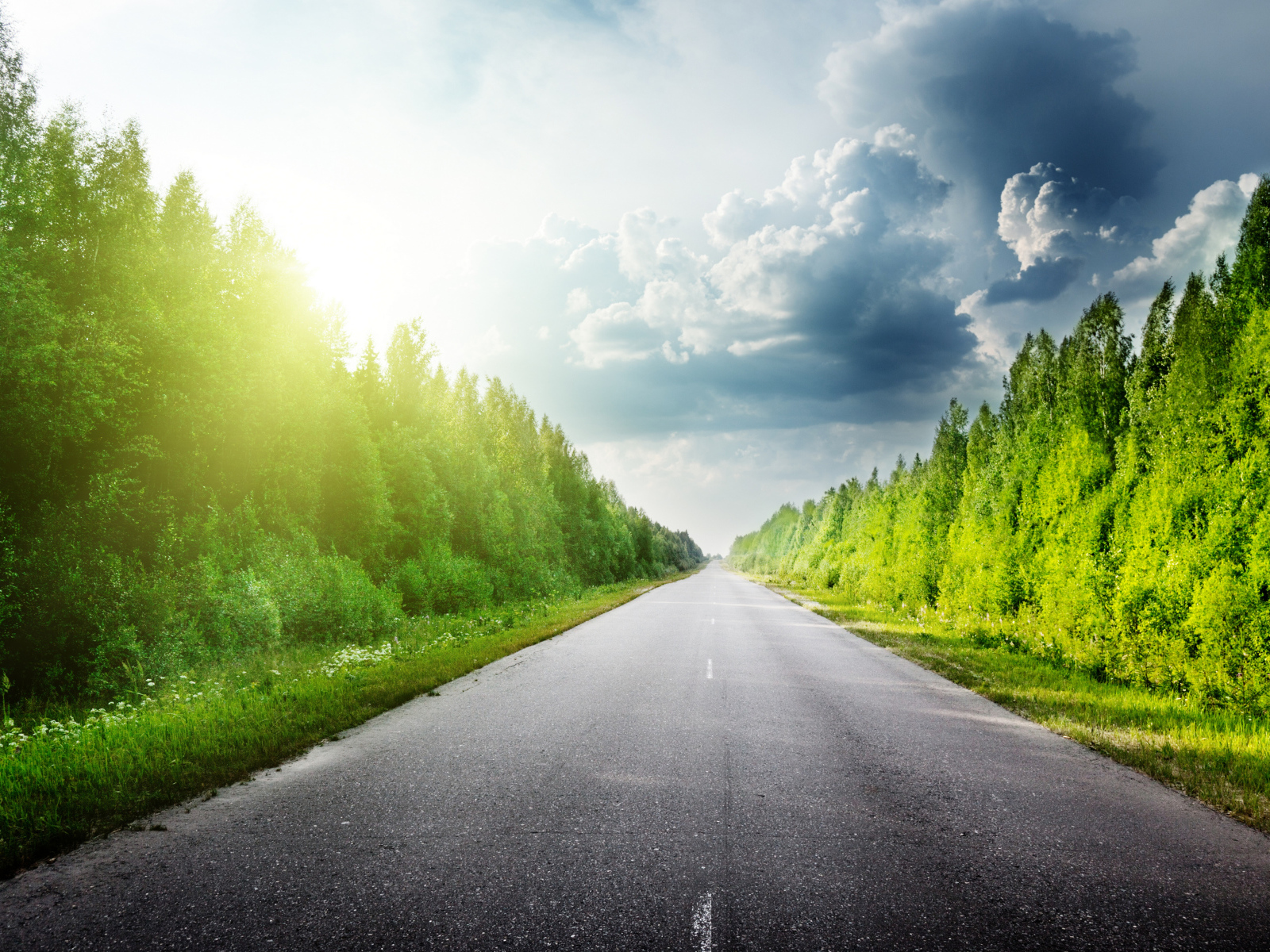 Зеленые деревья в лучах солнца у дороги