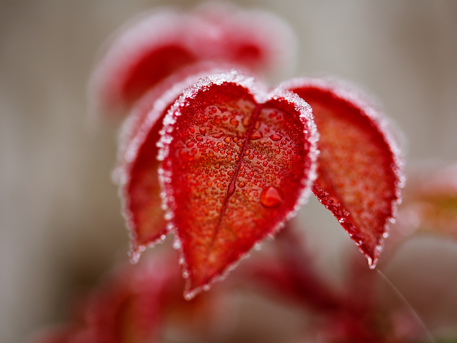 Оранжевые листья в снегу крупным планом