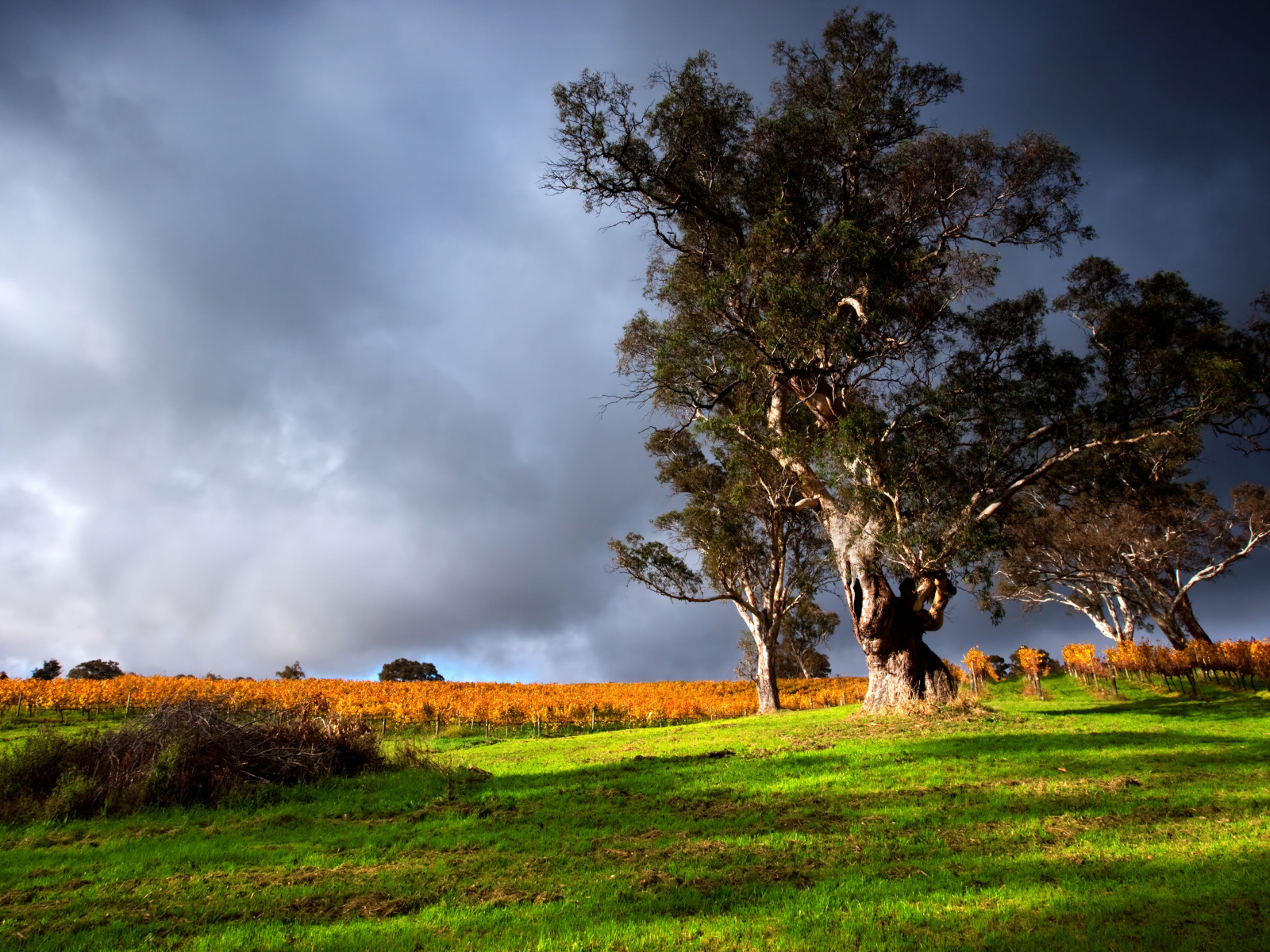 Высокое дерево под грозовым небом 