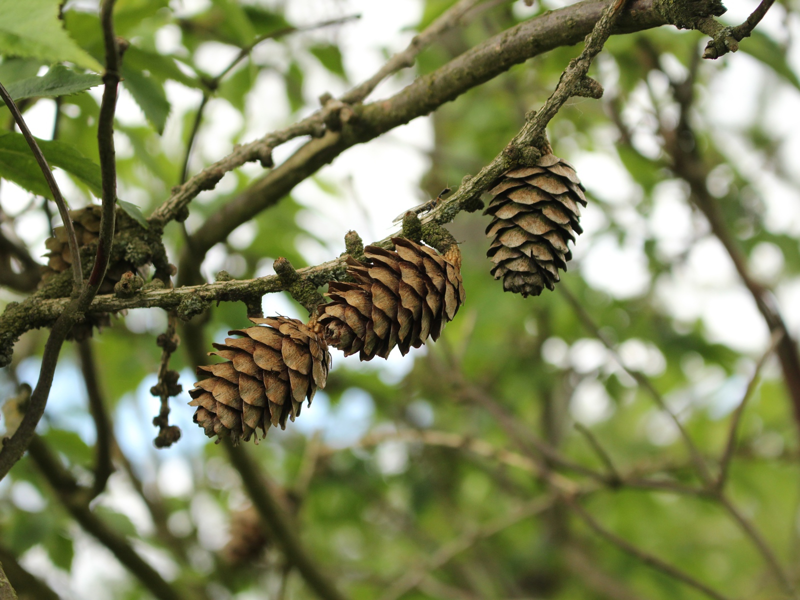 Три сосновые шишки висят на ветке 